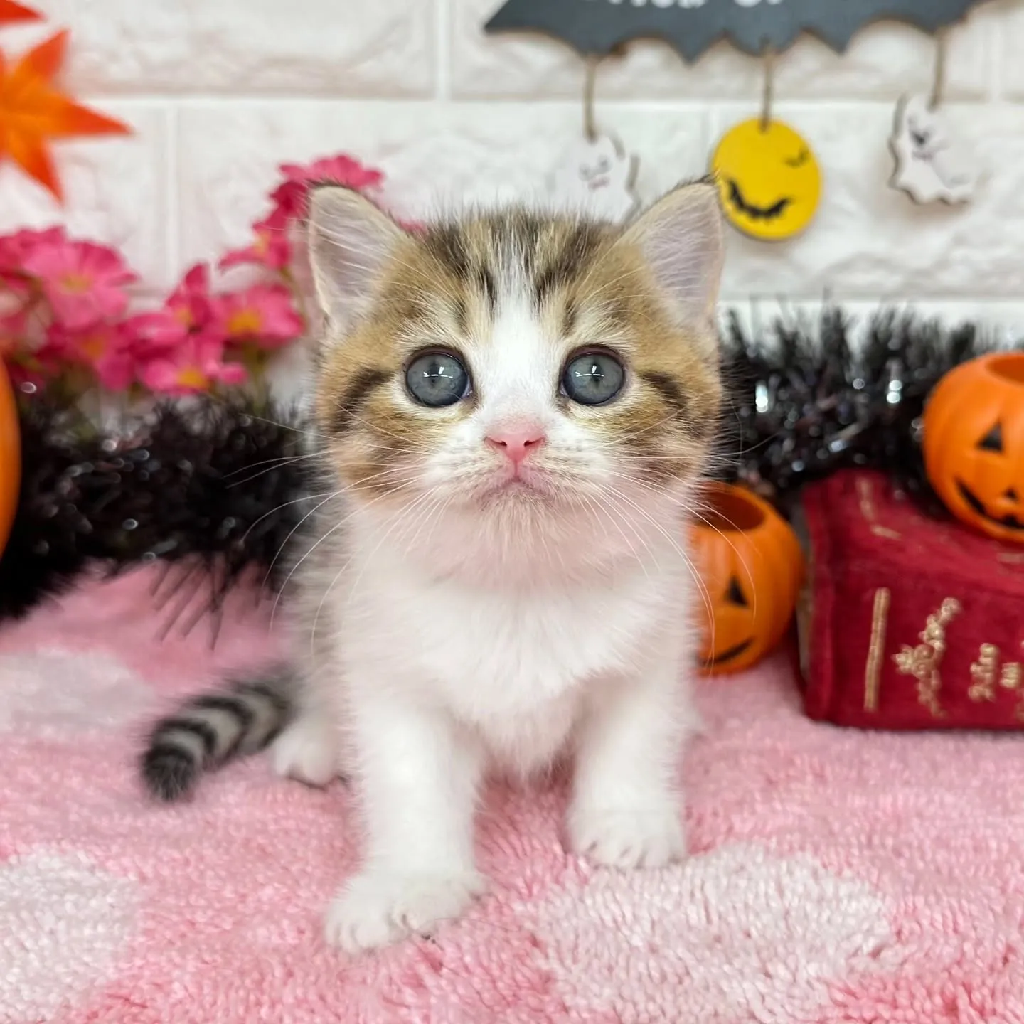 ご紹介中のミヌエットちゃん達です🐱❤️
