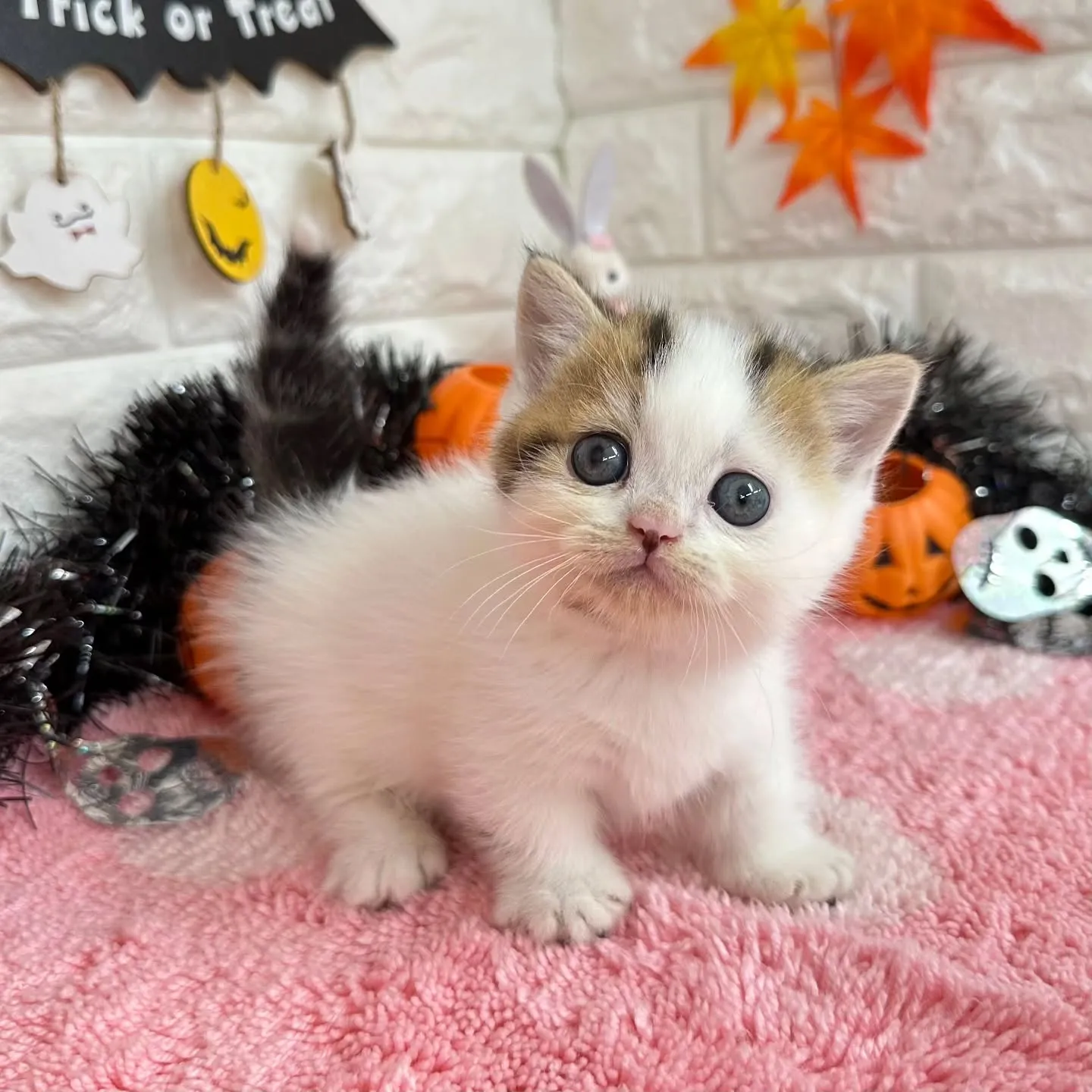 ご紹介中のミヌエットちゃん達です🐱❤️
