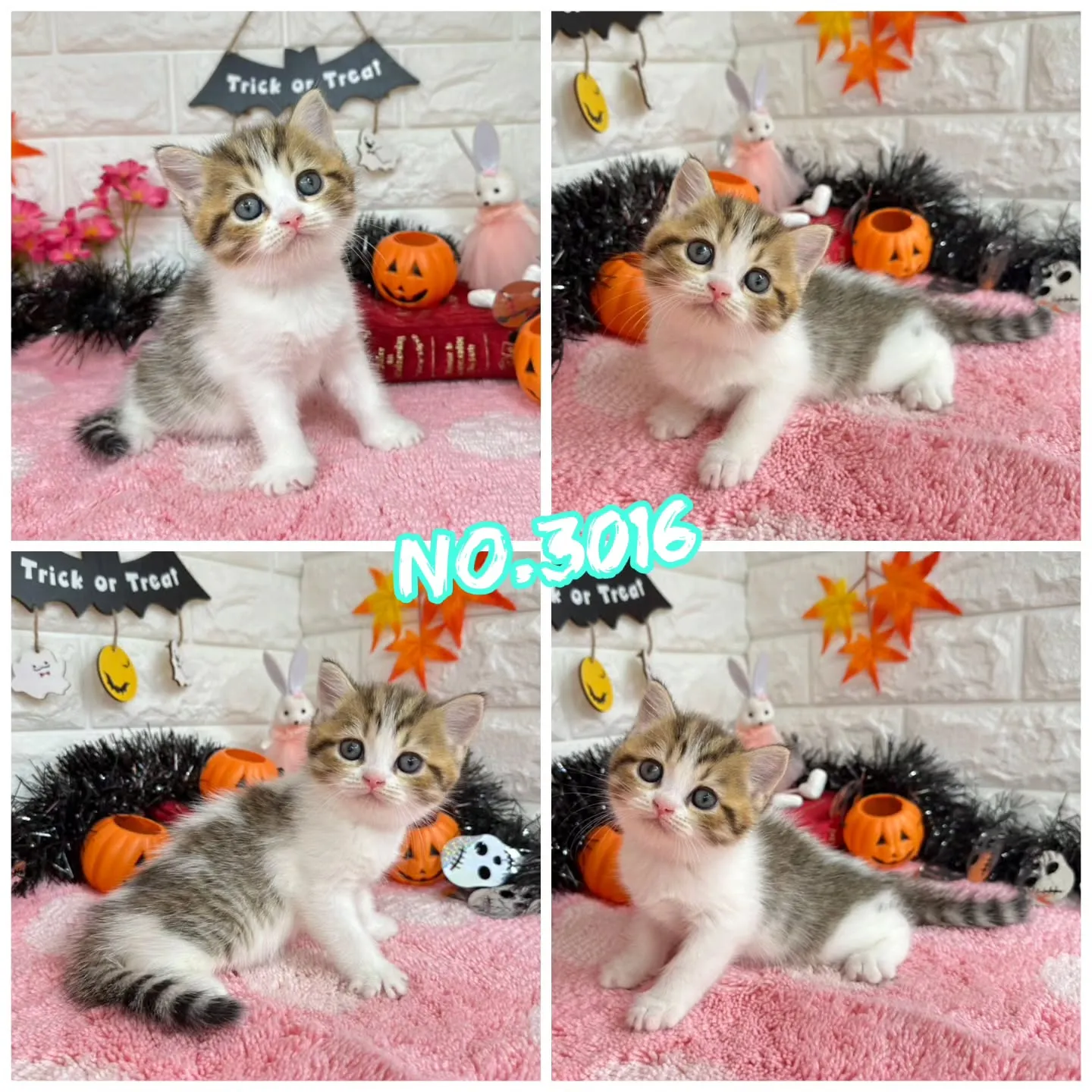 ご紹介中のミヌエットちゃん達です🐱❤️