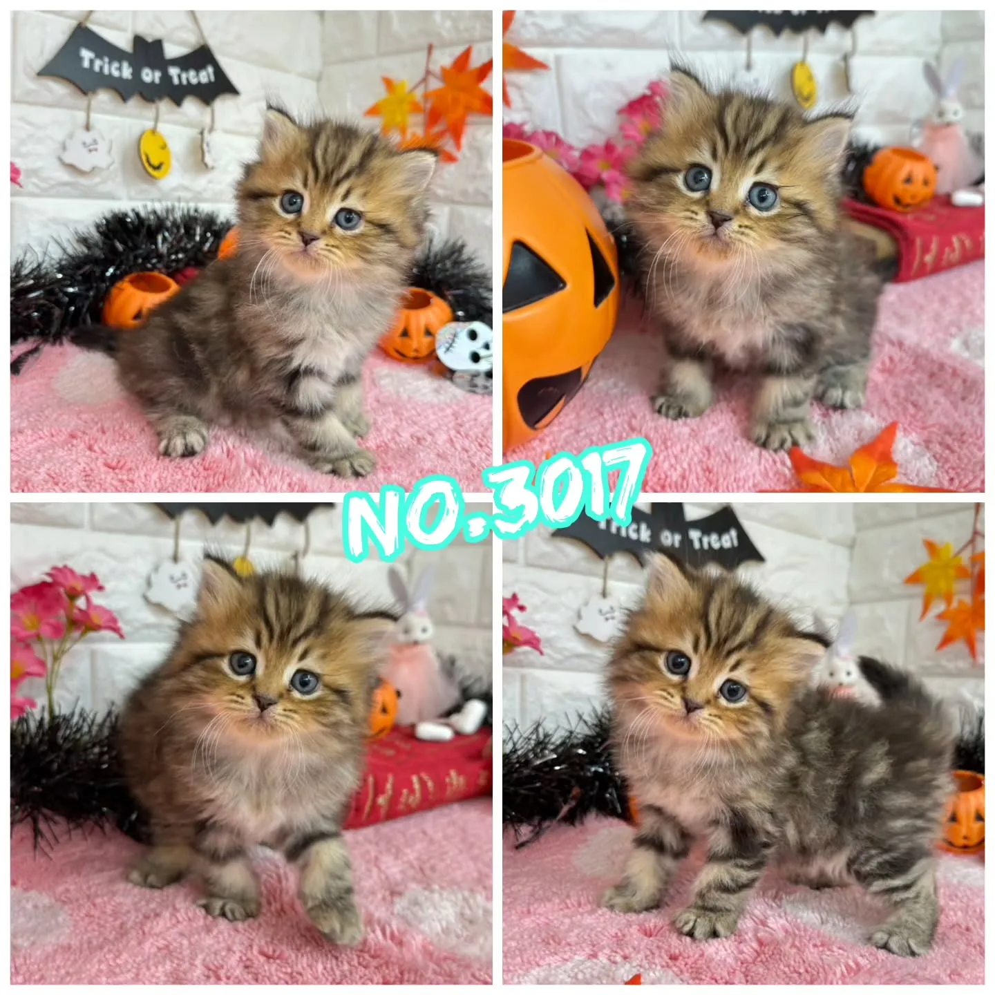 ご紹介中のミヌエットちゃん達です🐱❤️