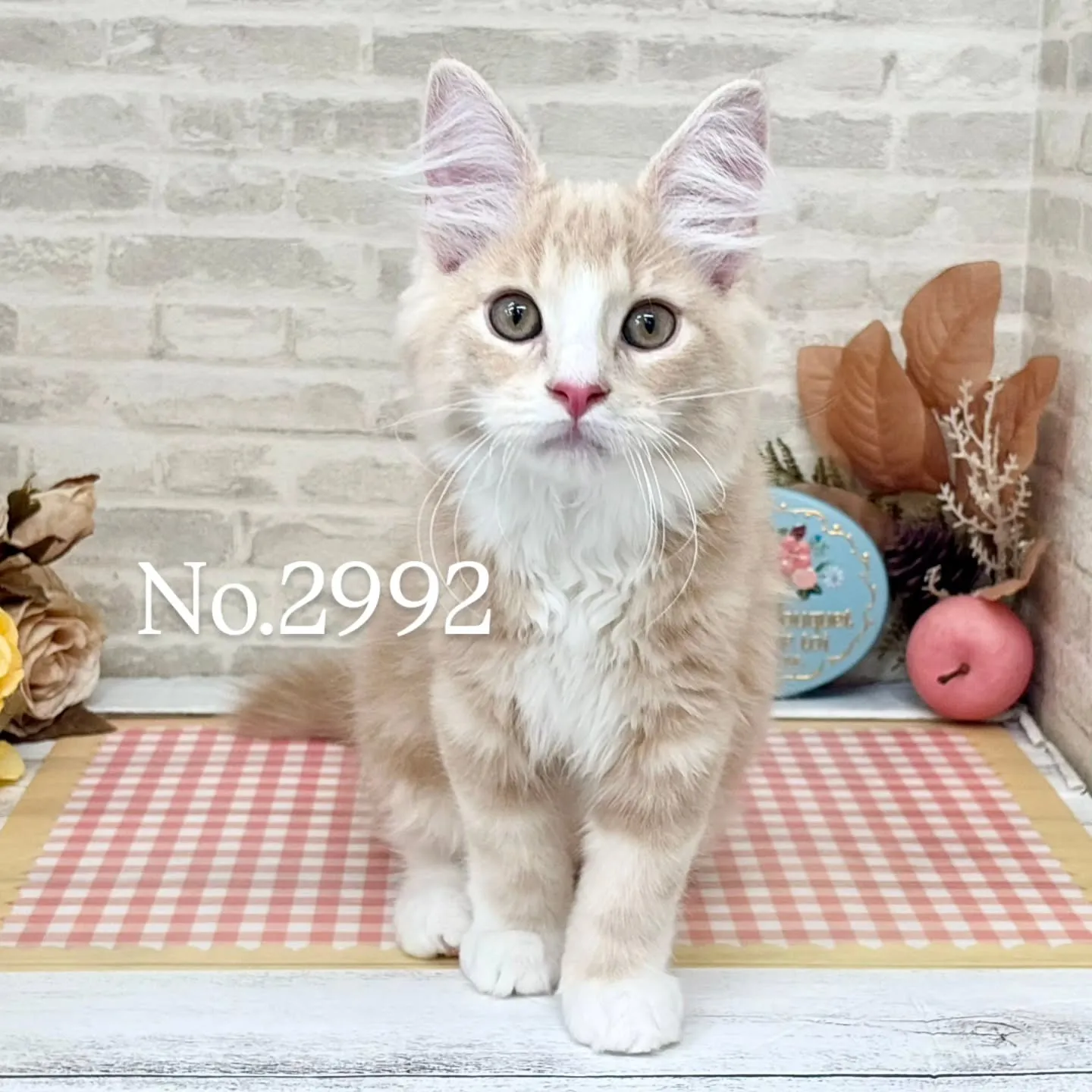ホームページお写真更新しました✨No.2992