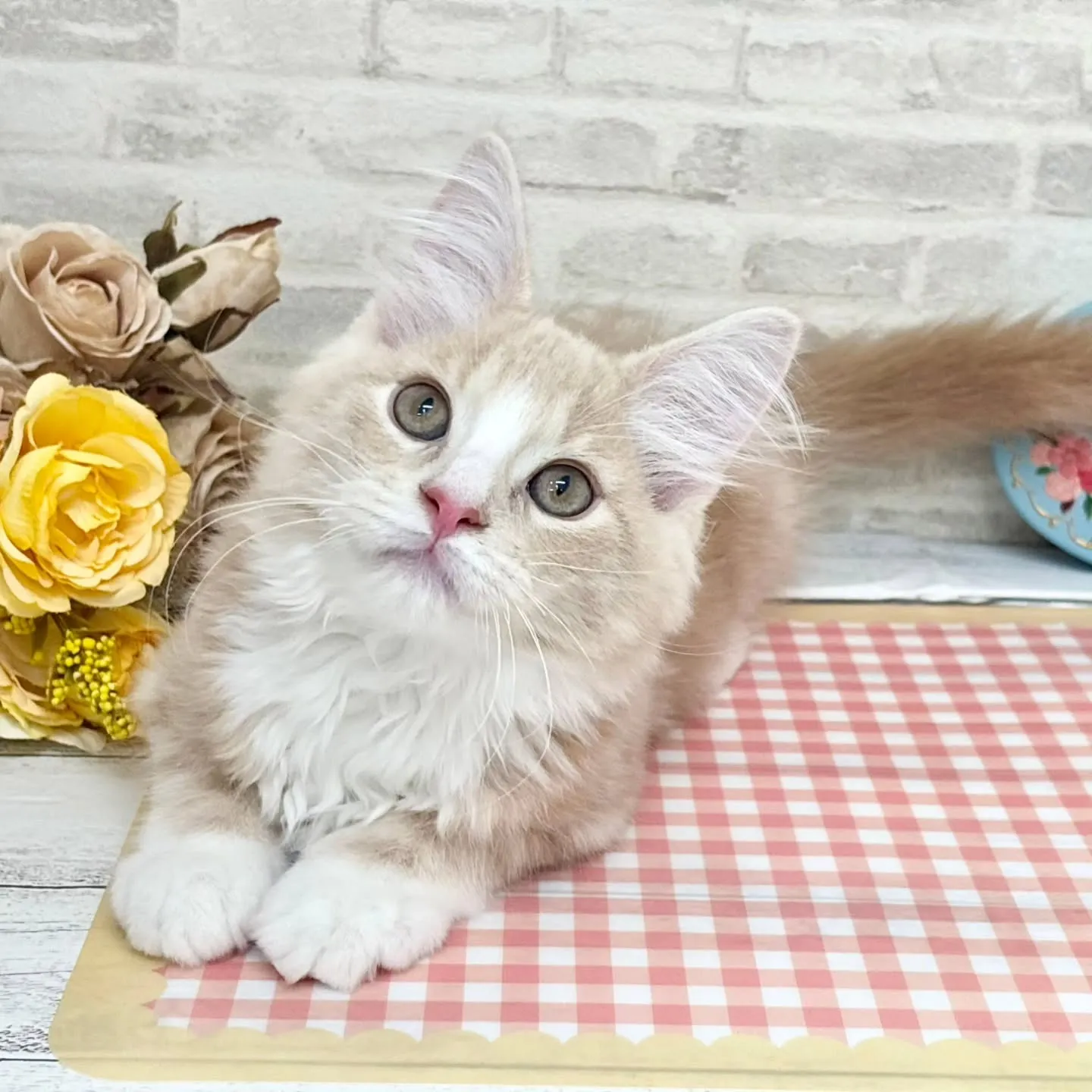 ホームページお写真更新しました✨No.2992