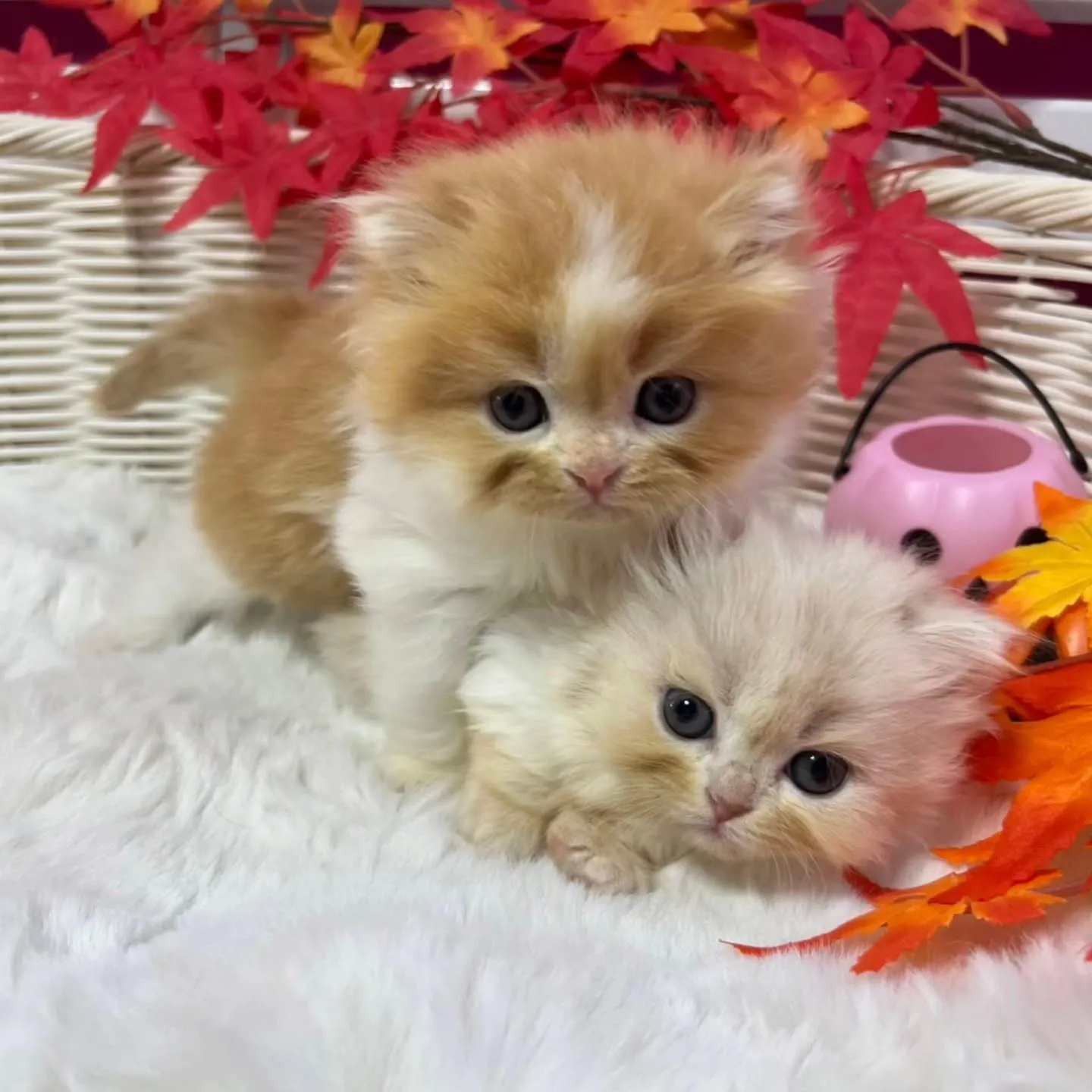 ミヌエットちゃんbaby🐱🍼