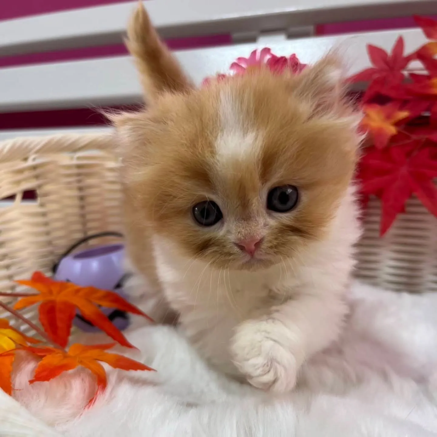 ミヌエットちゃんbaby🐱🍼