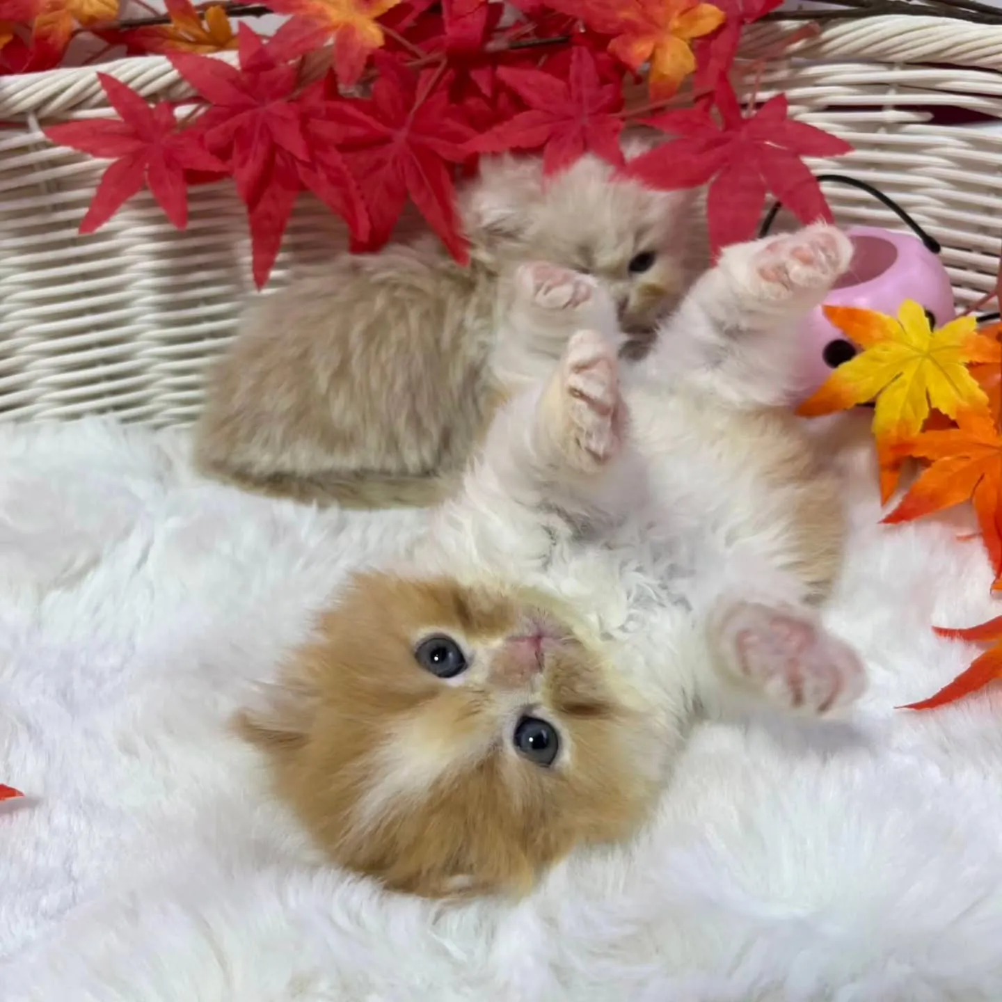 ミヌエットちゃんbaby🐱🍼