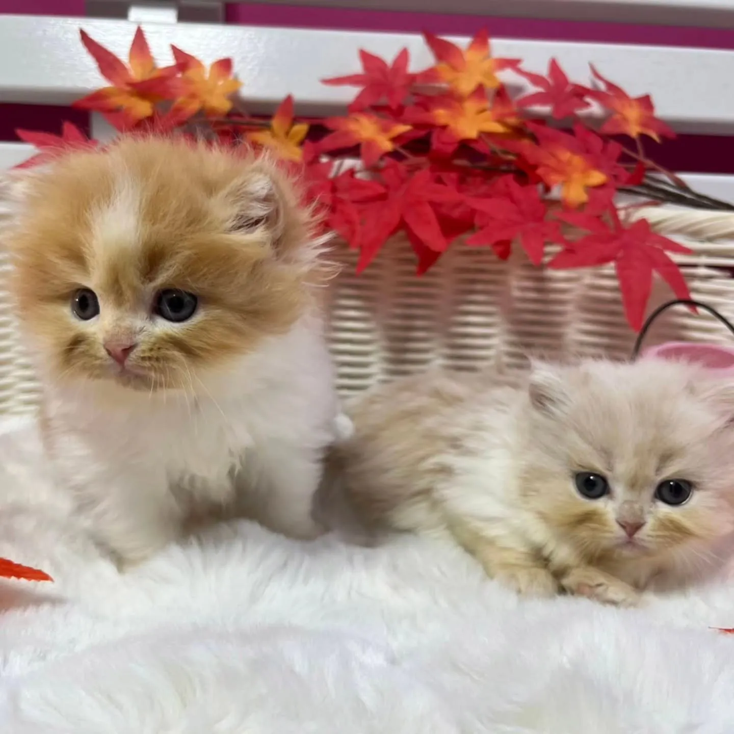 ミヌエットちゃんbaby🐱🍼