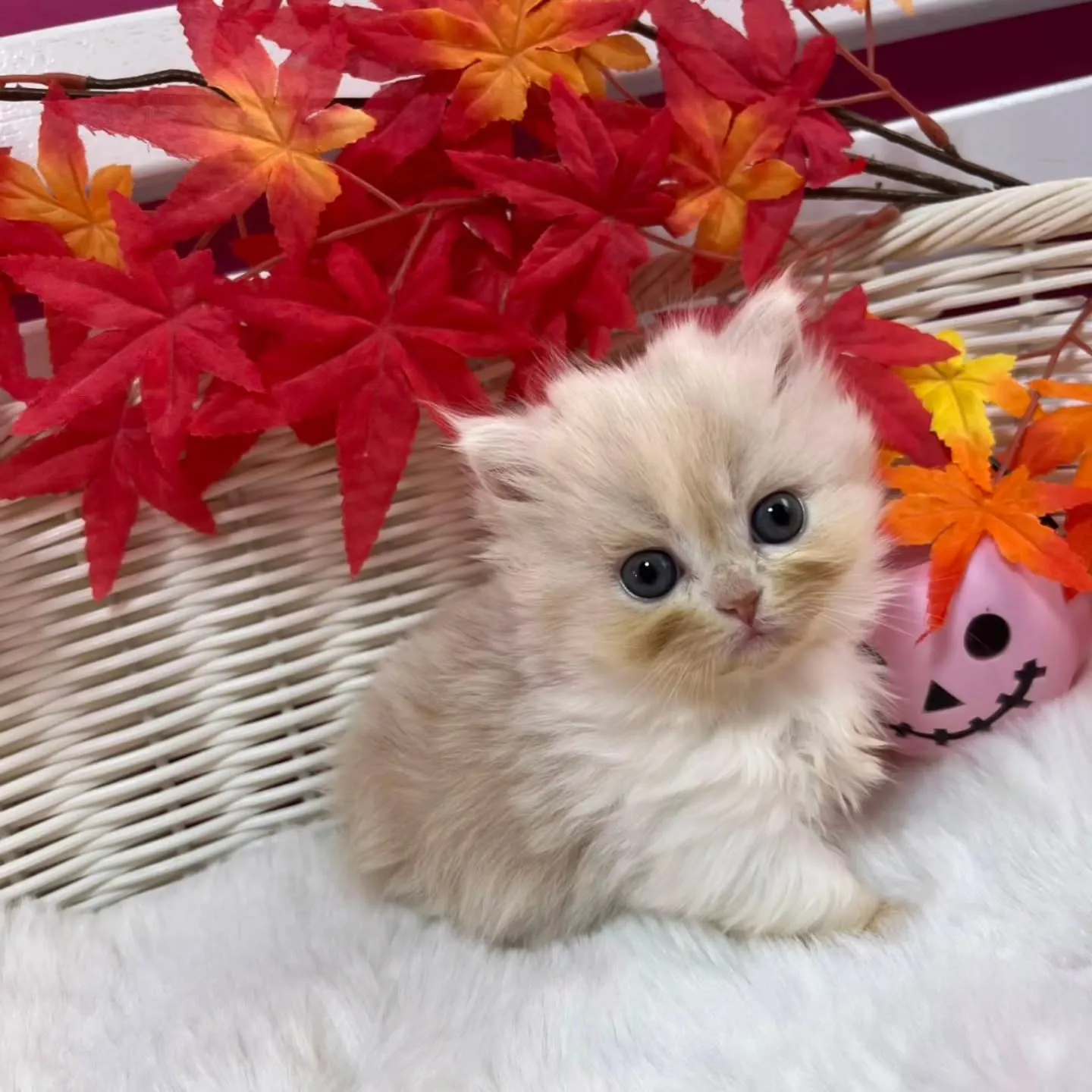 ミヌエットちゃんbaby🐱🍼