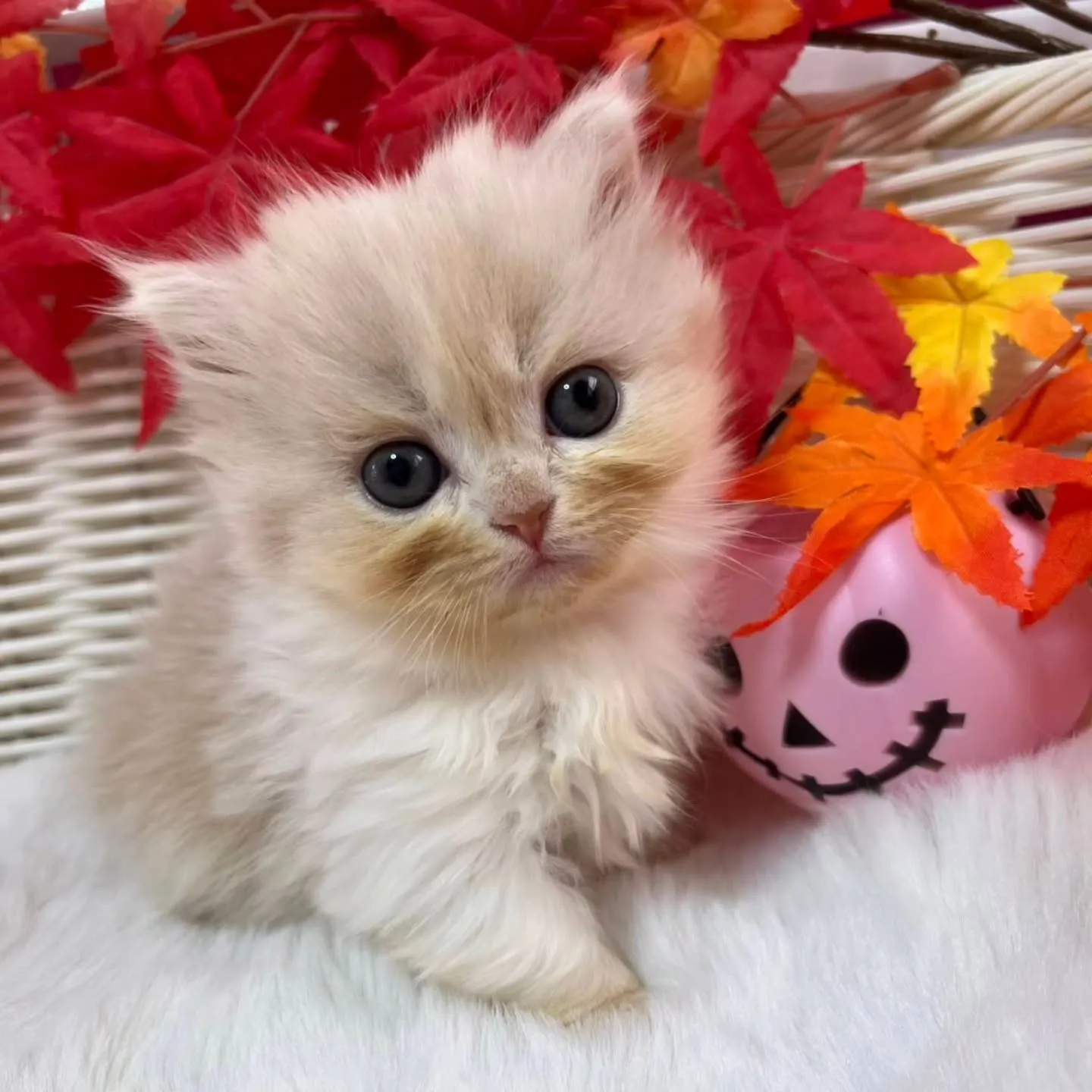 ミヌエットちゃんbaby🐱🍼