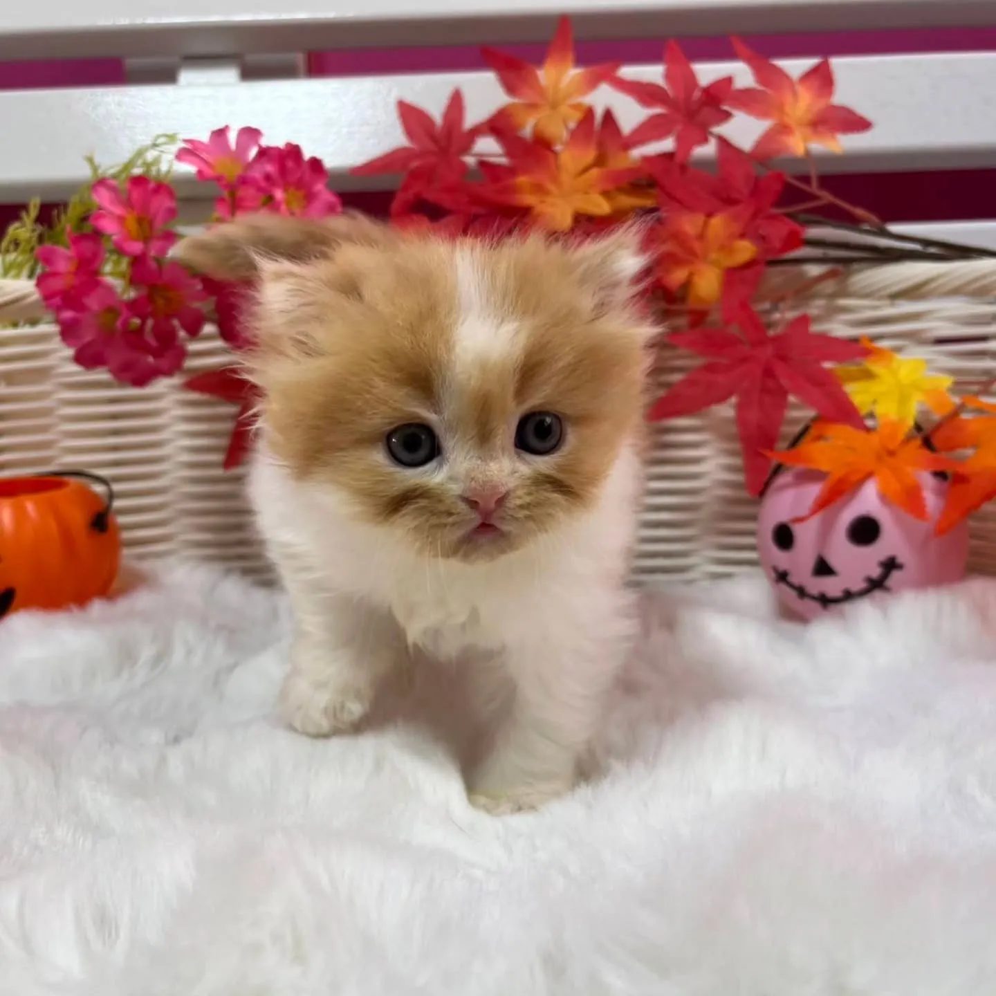 ミヌエットちゃんbaby🐱🍼
