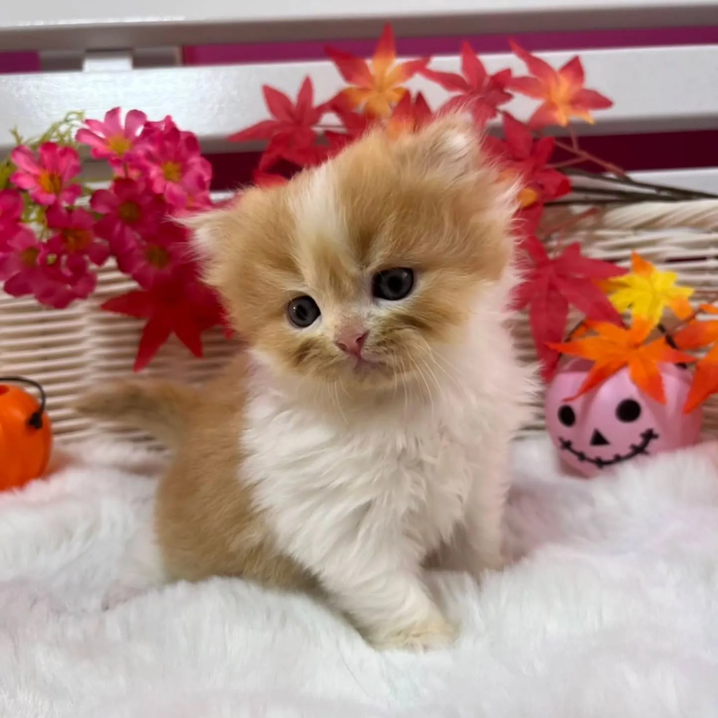 ミヌエットちゃんbaby🐱🍼