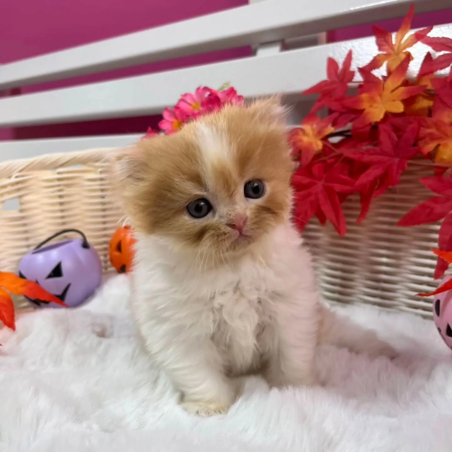 ミヌエットちゃんbaby🐱🍼