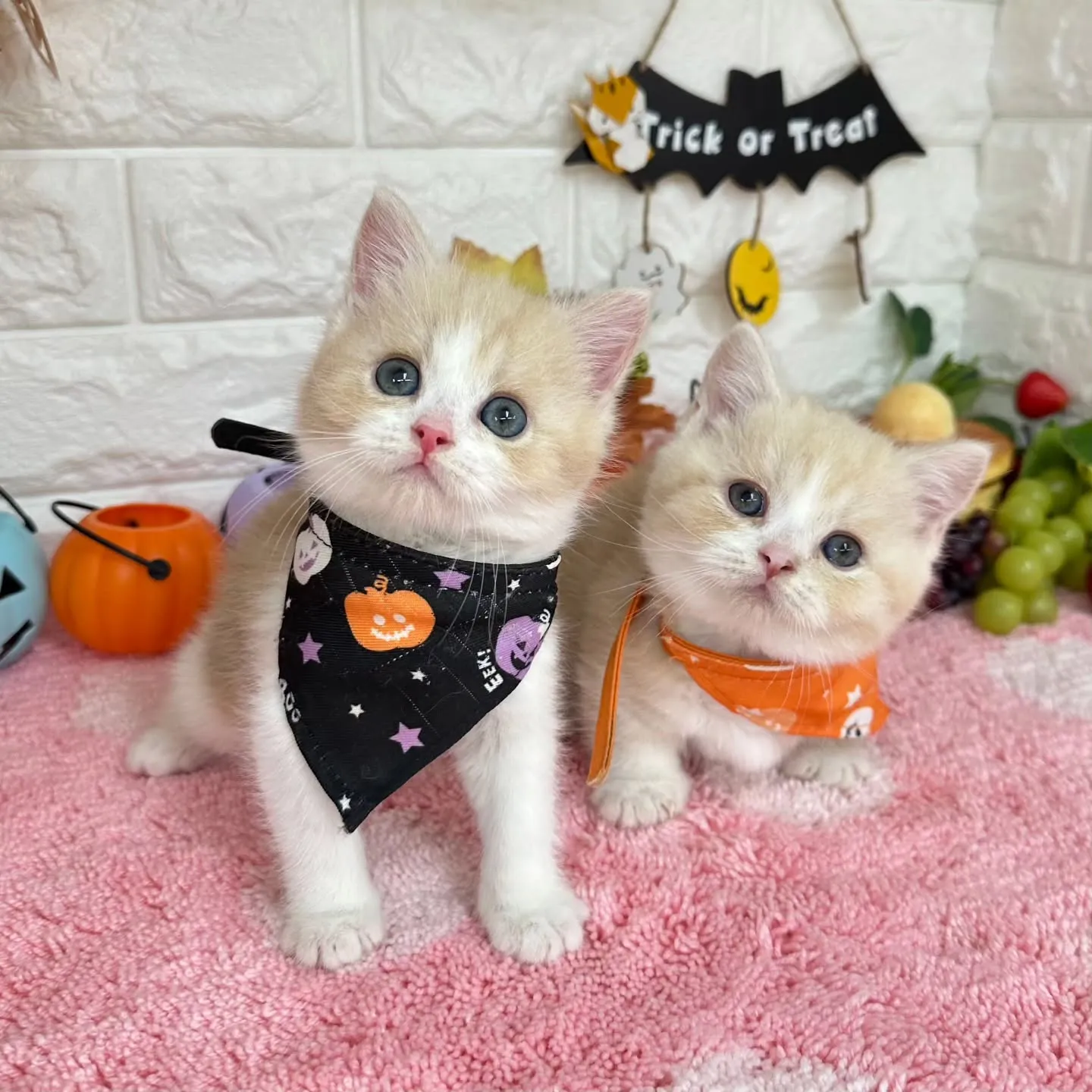 ミヌエットBaby 😺❤️