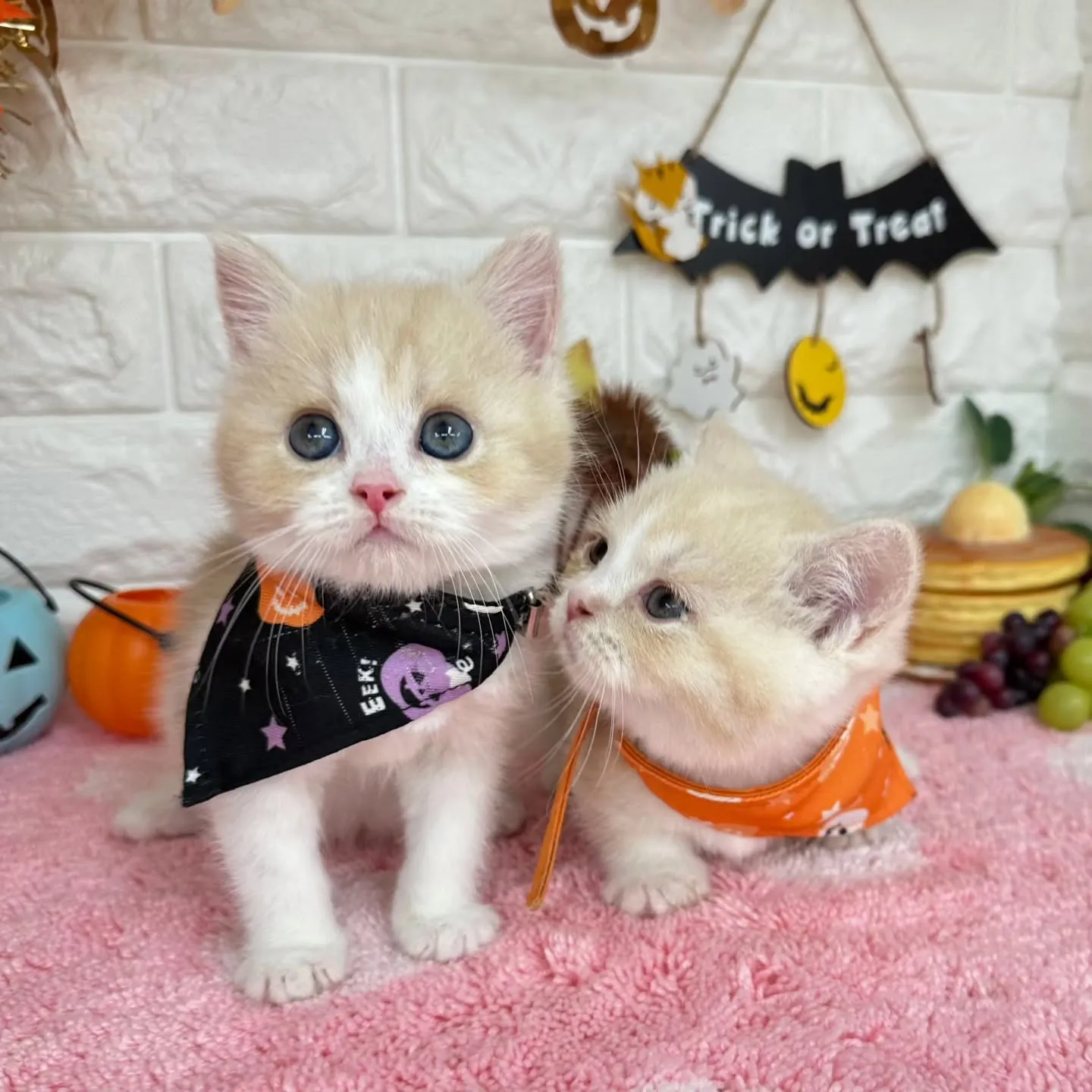ミヌエットBaby 😺❤️