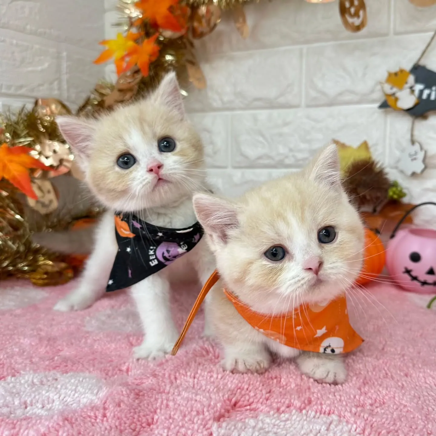 ミヌエットBaby 😺❤️