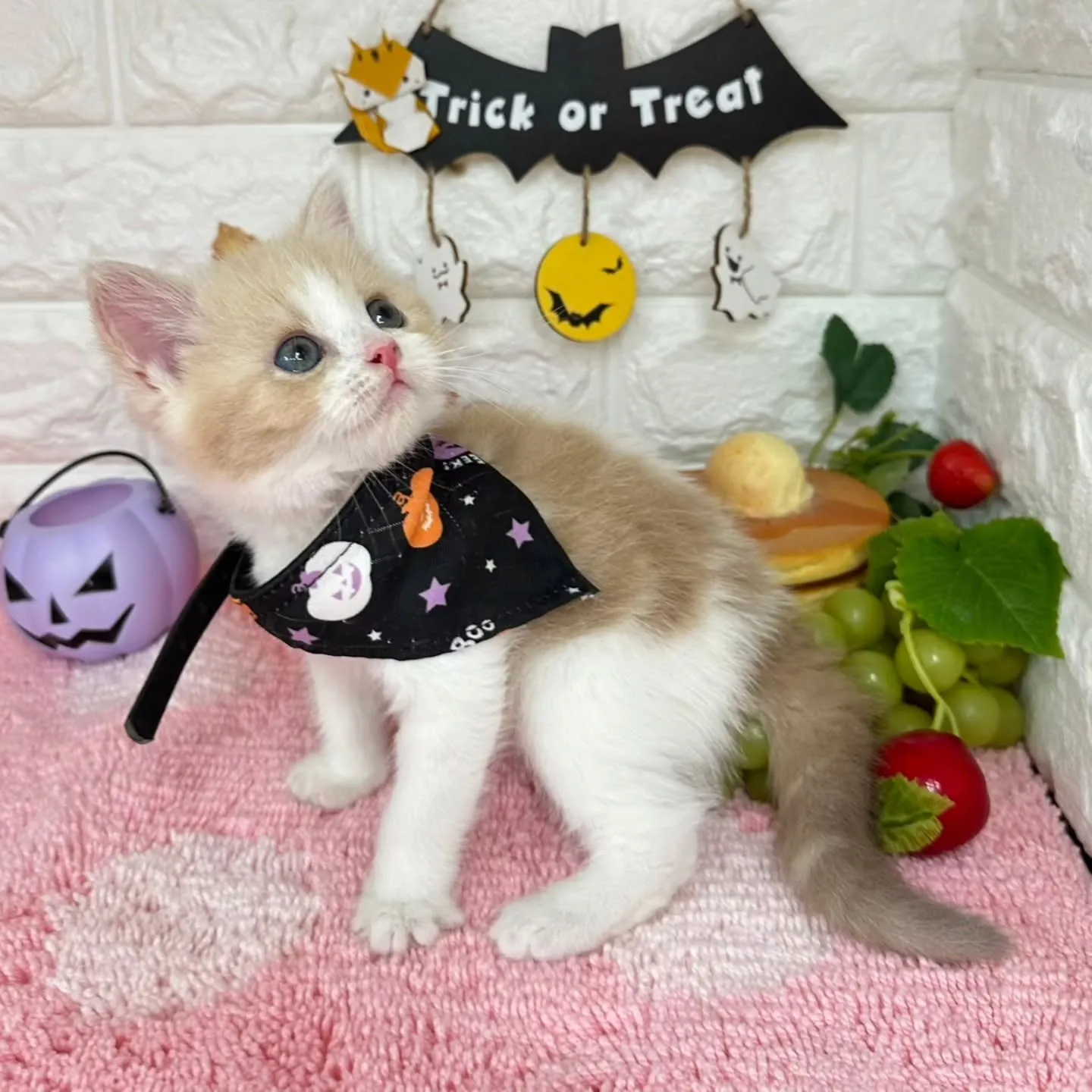 ミヌエットBaby 😺❤️