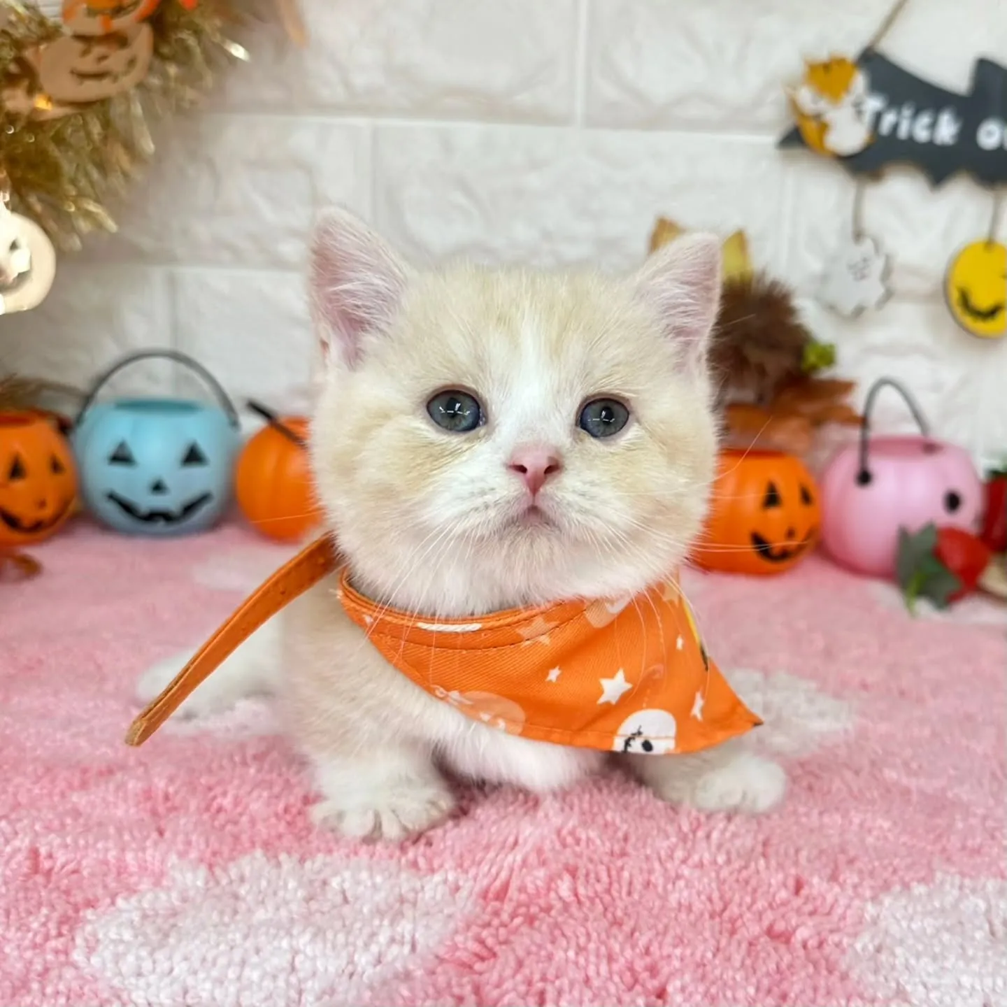ミヌエットBaby 😺❤️
