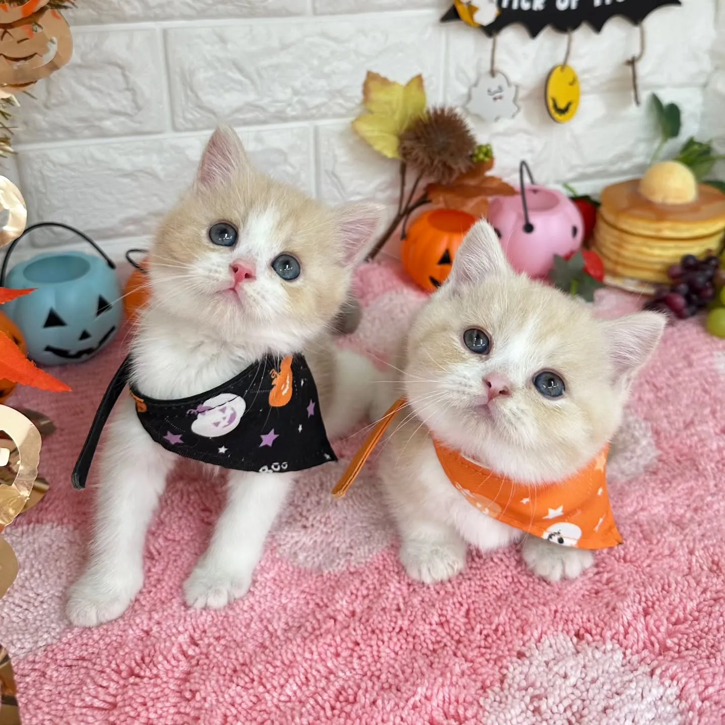 ミヌエットBaby 😺❤️
