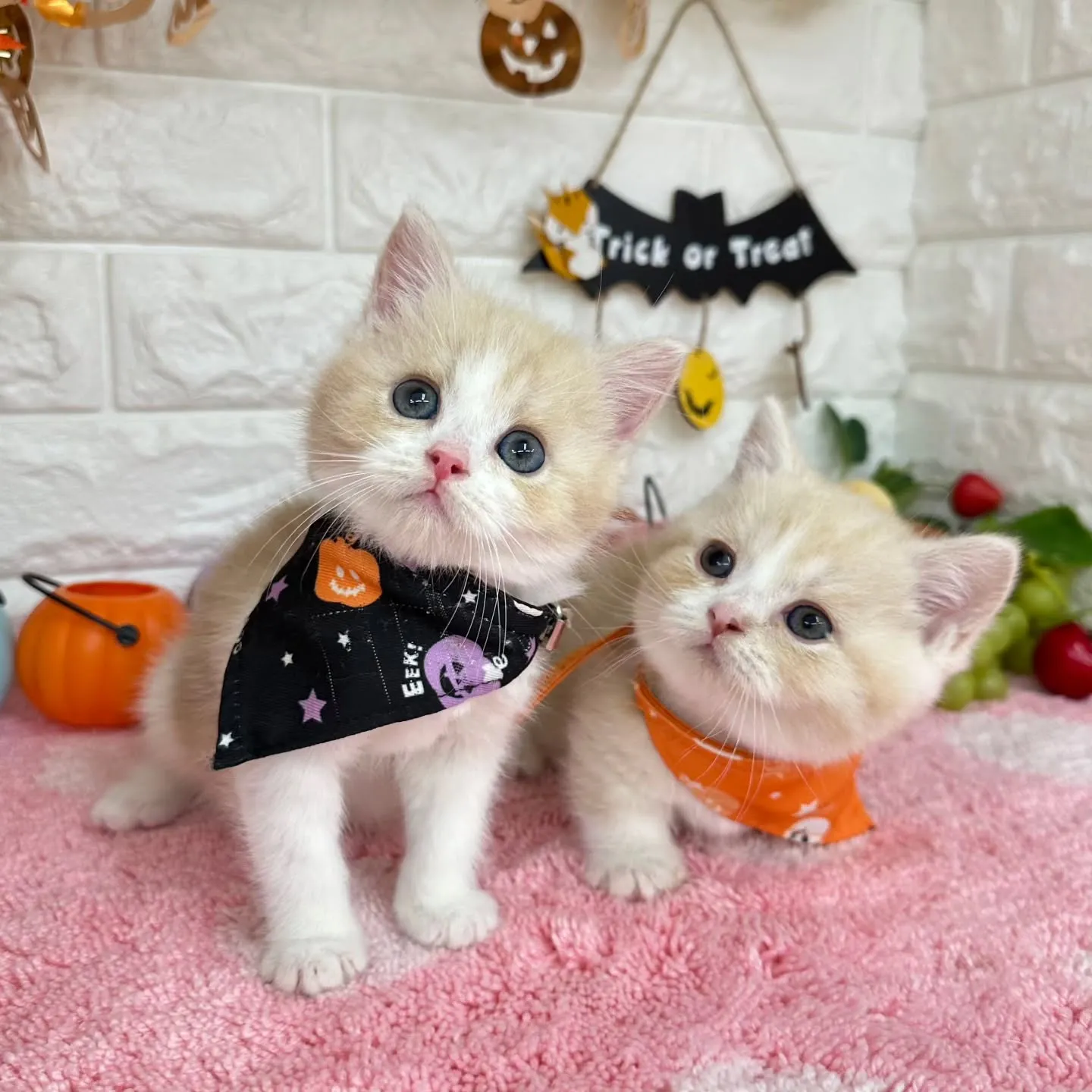 ミヌエットBaby 😺❤️