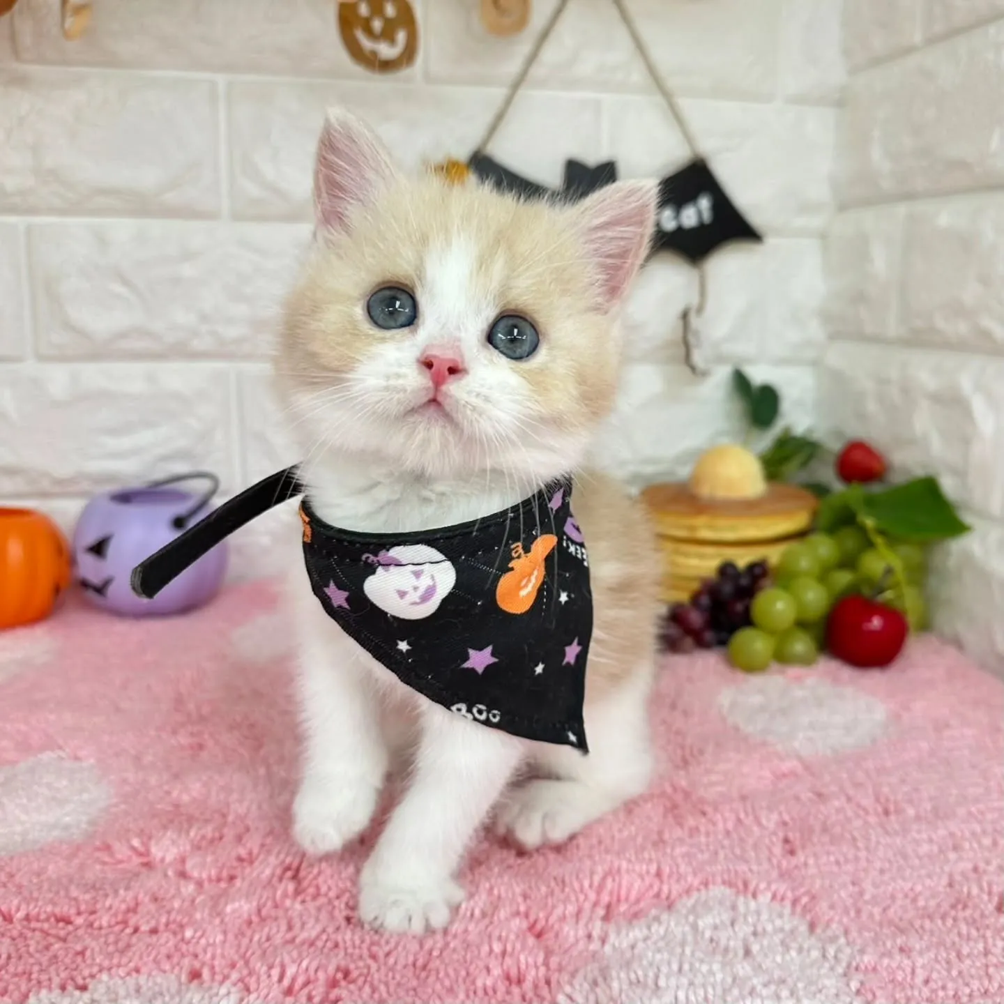 ミヌエットBaby 😺❤️