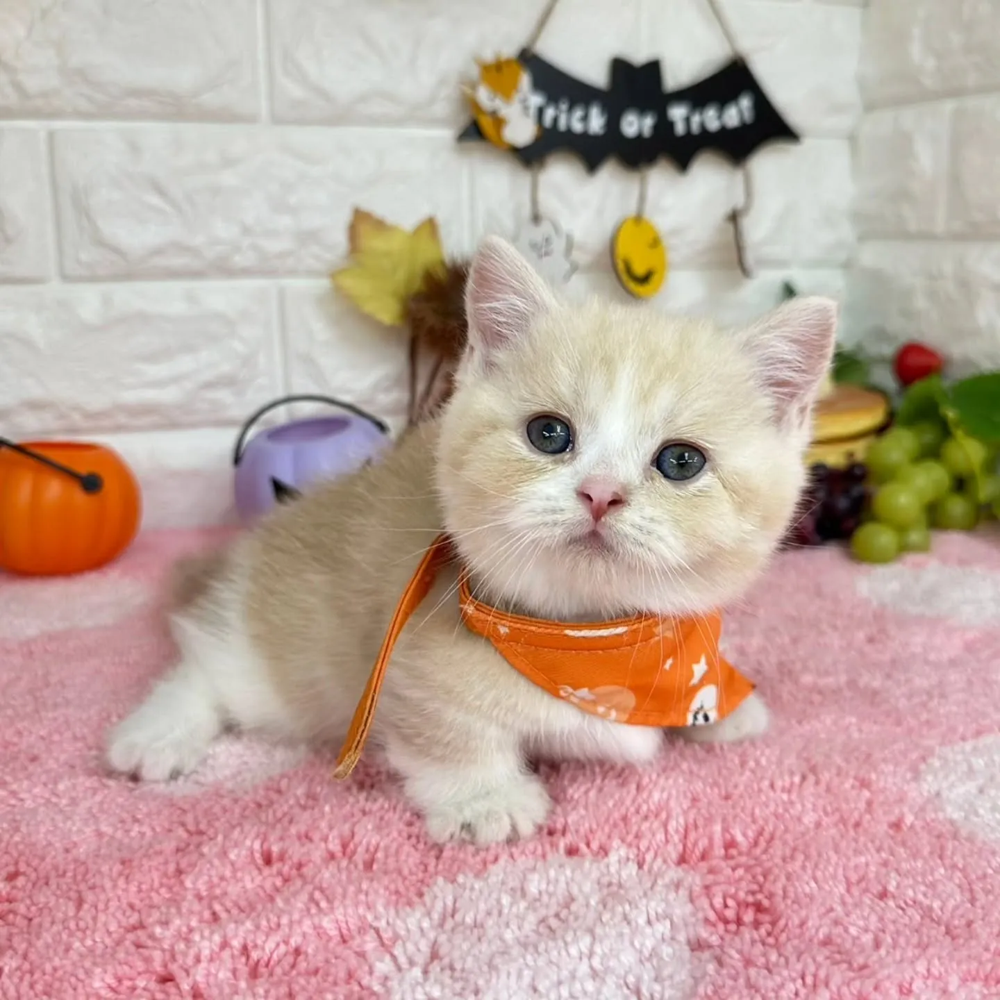 ミヌエットBaby 😺❤️