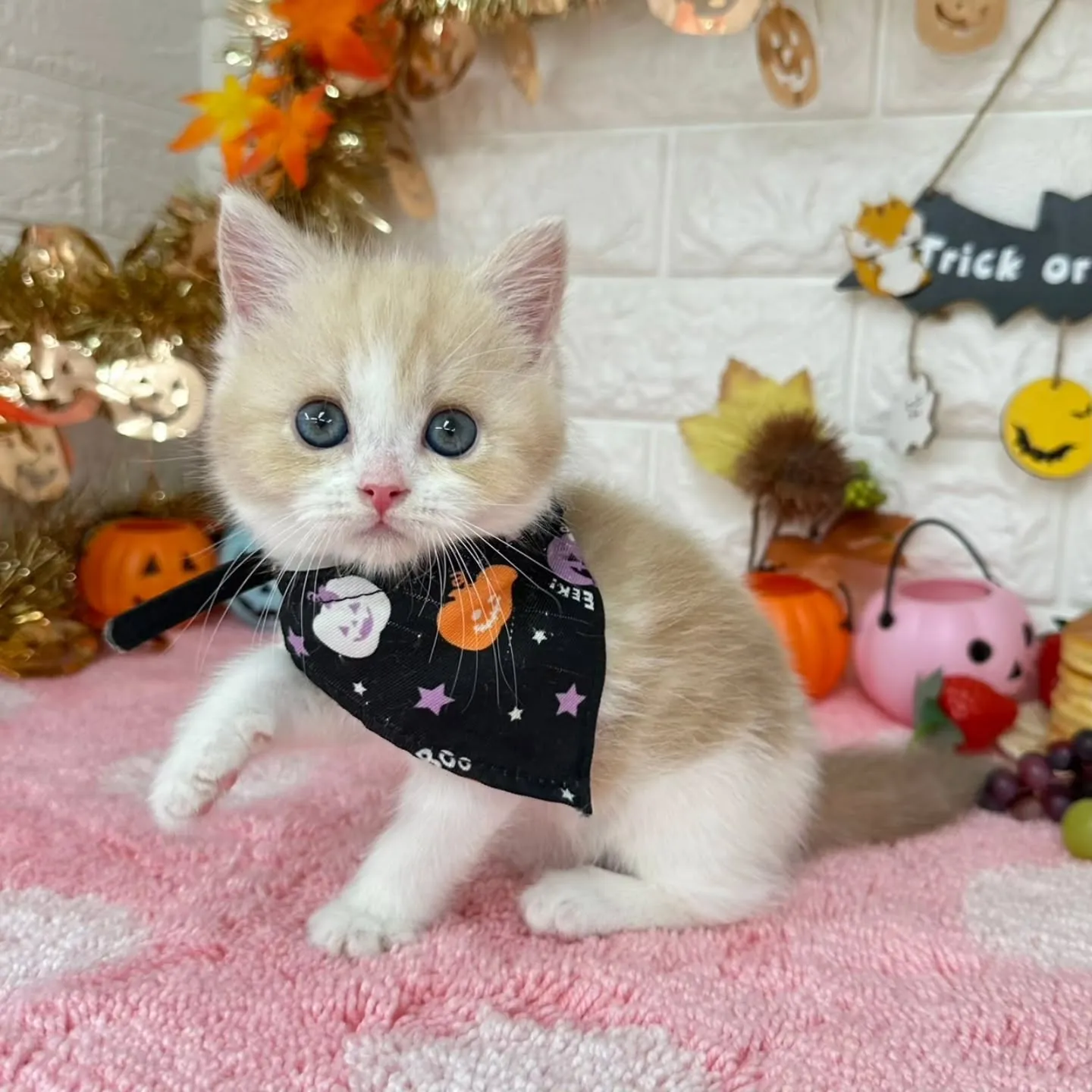 ミヌエットBaby 😺❤️