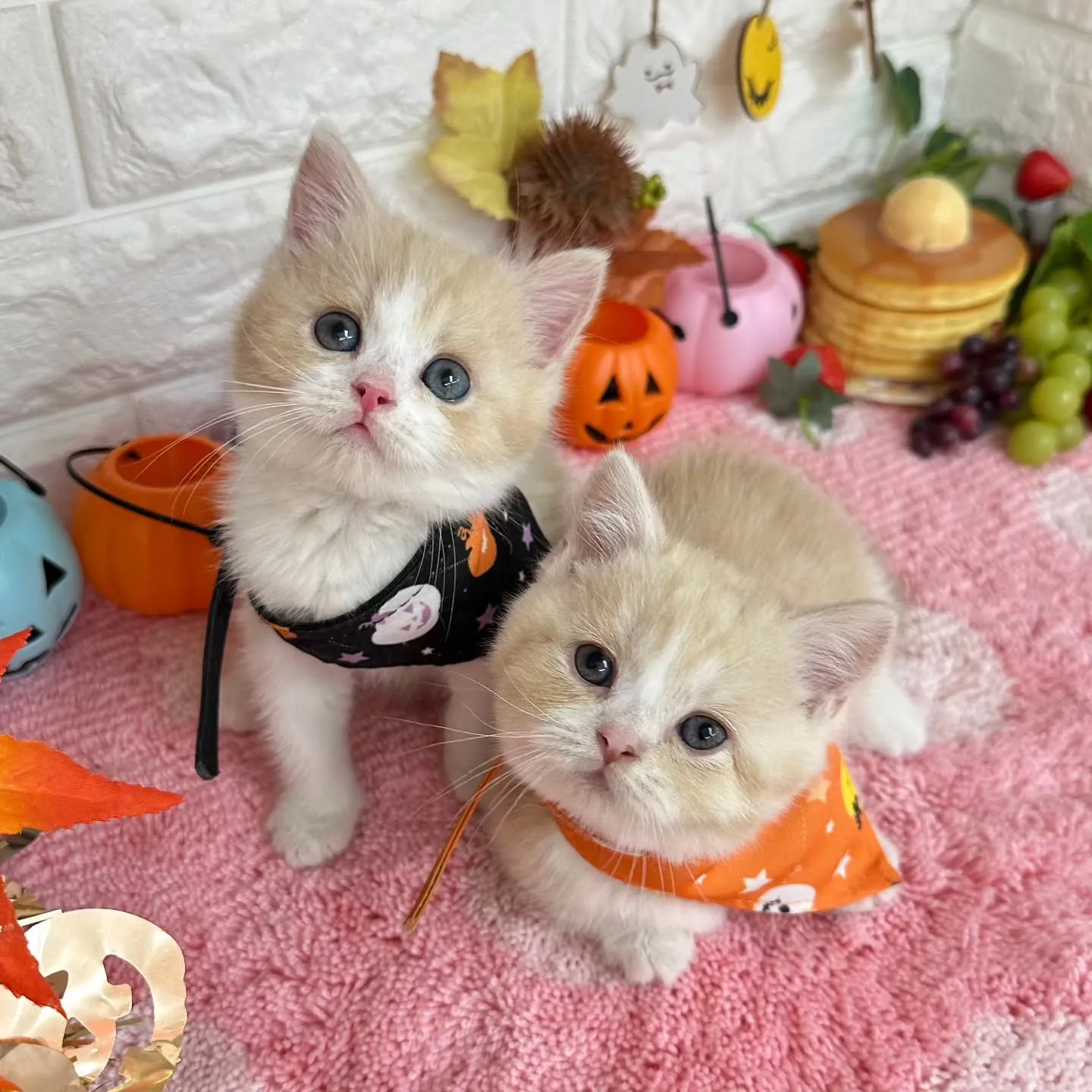ミヌエットBaby 😺❤️