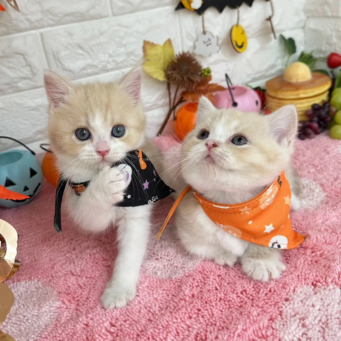 ミヌエットBaby 😺❤️