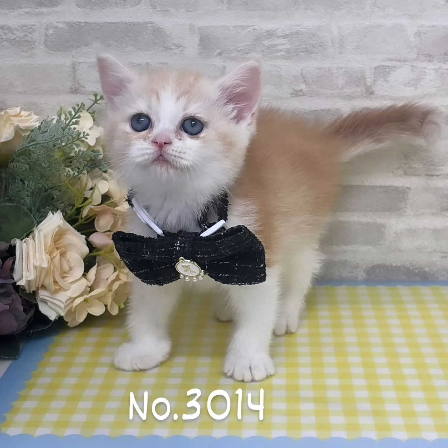 現在ご紹介中のねこちゃんです💕🐱No.3014
