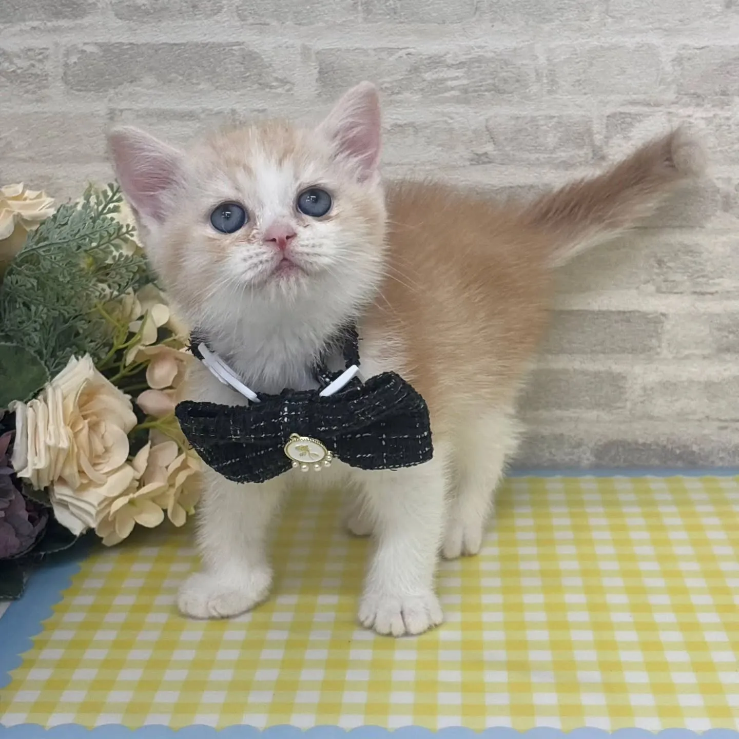 現在ご紹介中のねこちゃんです💕🐱No.3014