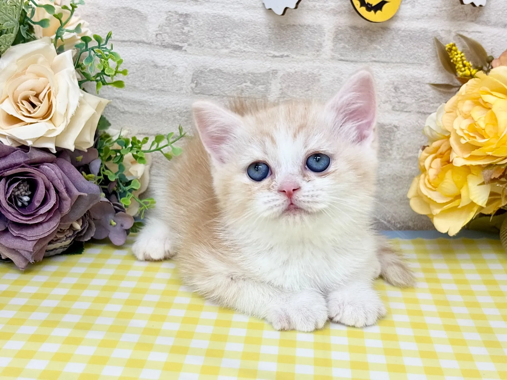 売約済★ミヌエット（足長）★オス★ No.3014