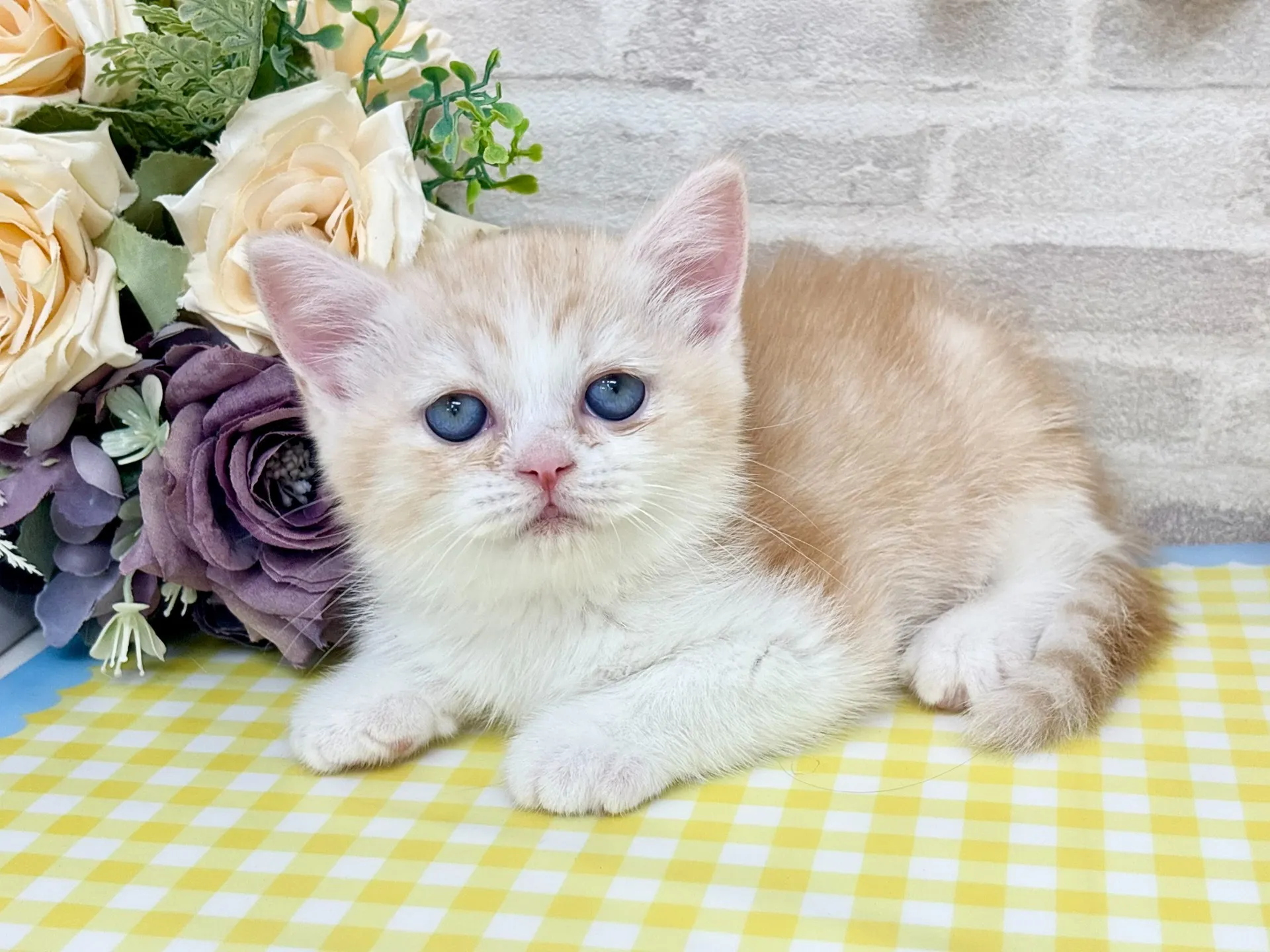 売約済★ミヌエット（足長）★オス★ No.3014