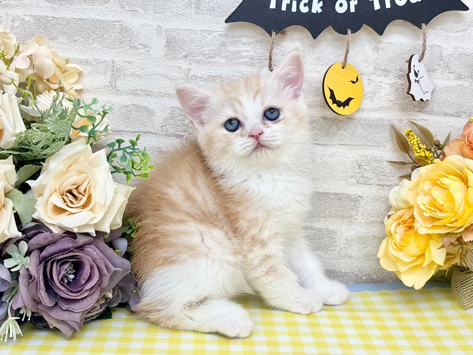 売約済★ミヌエット（足長）★オス★ No.3014