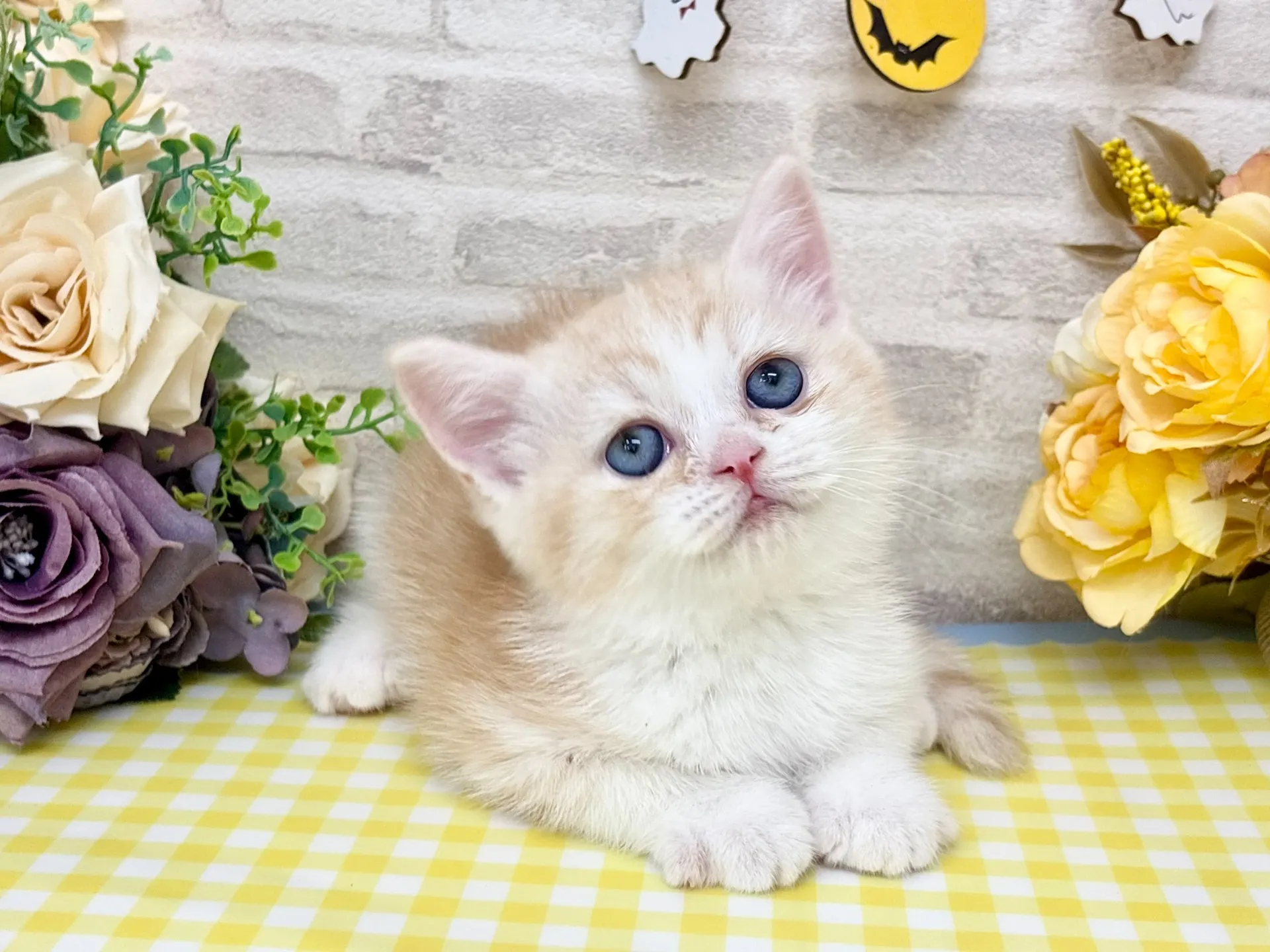 売約済★ミヌエット（足長）★オス★ No.3014