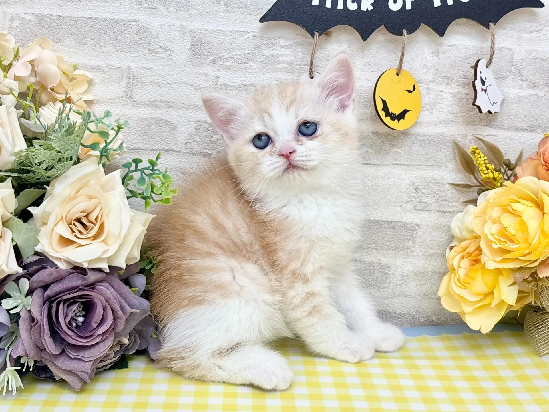 売約済★ミヌエット（足長）★オス★ No.3014