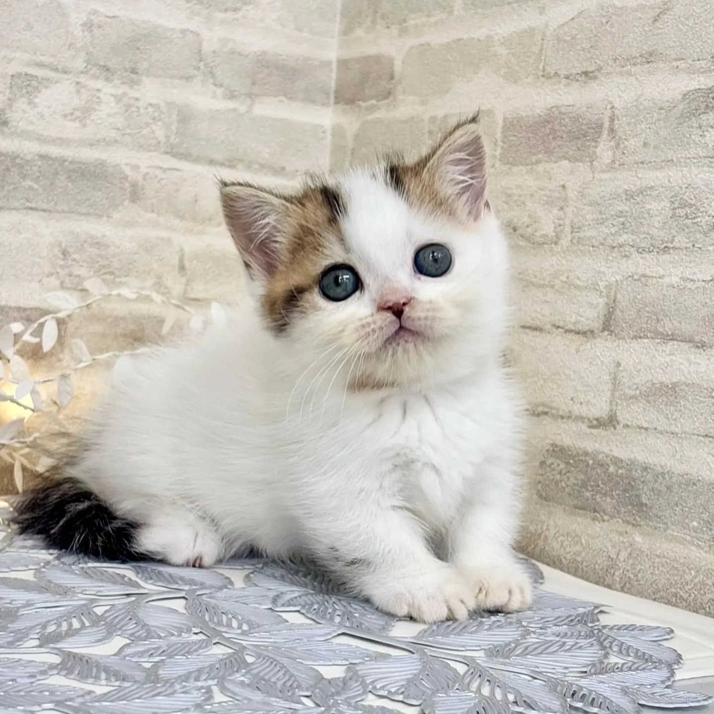 現在ご紹介中のねこちゃんです🐱❤️No.3020