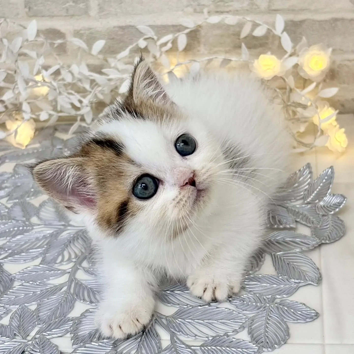 現在ご紹介中のねこちゃんです🐱❤️No.3020