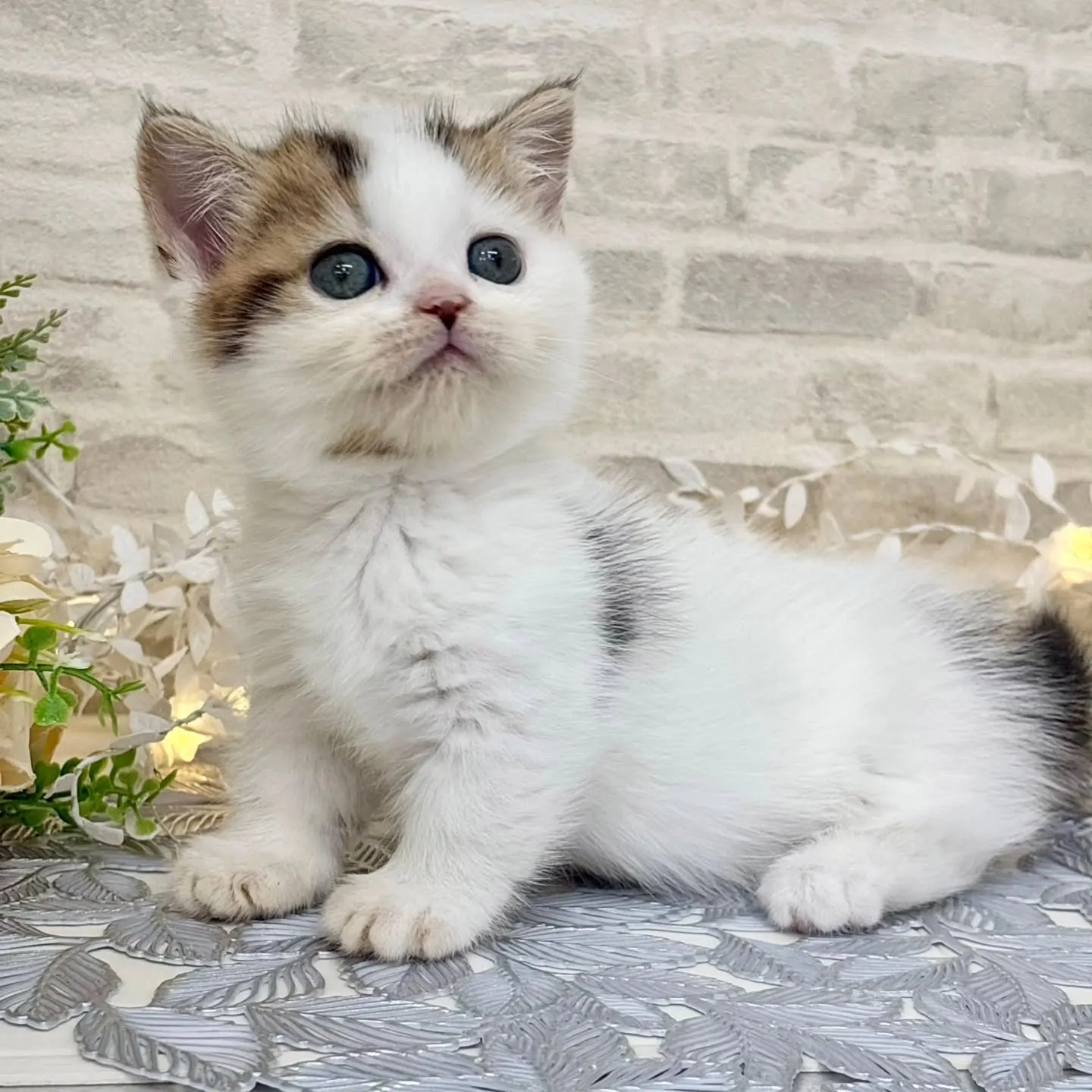 現在ご紹介中のねこちゃんです🐱❤️No.3020