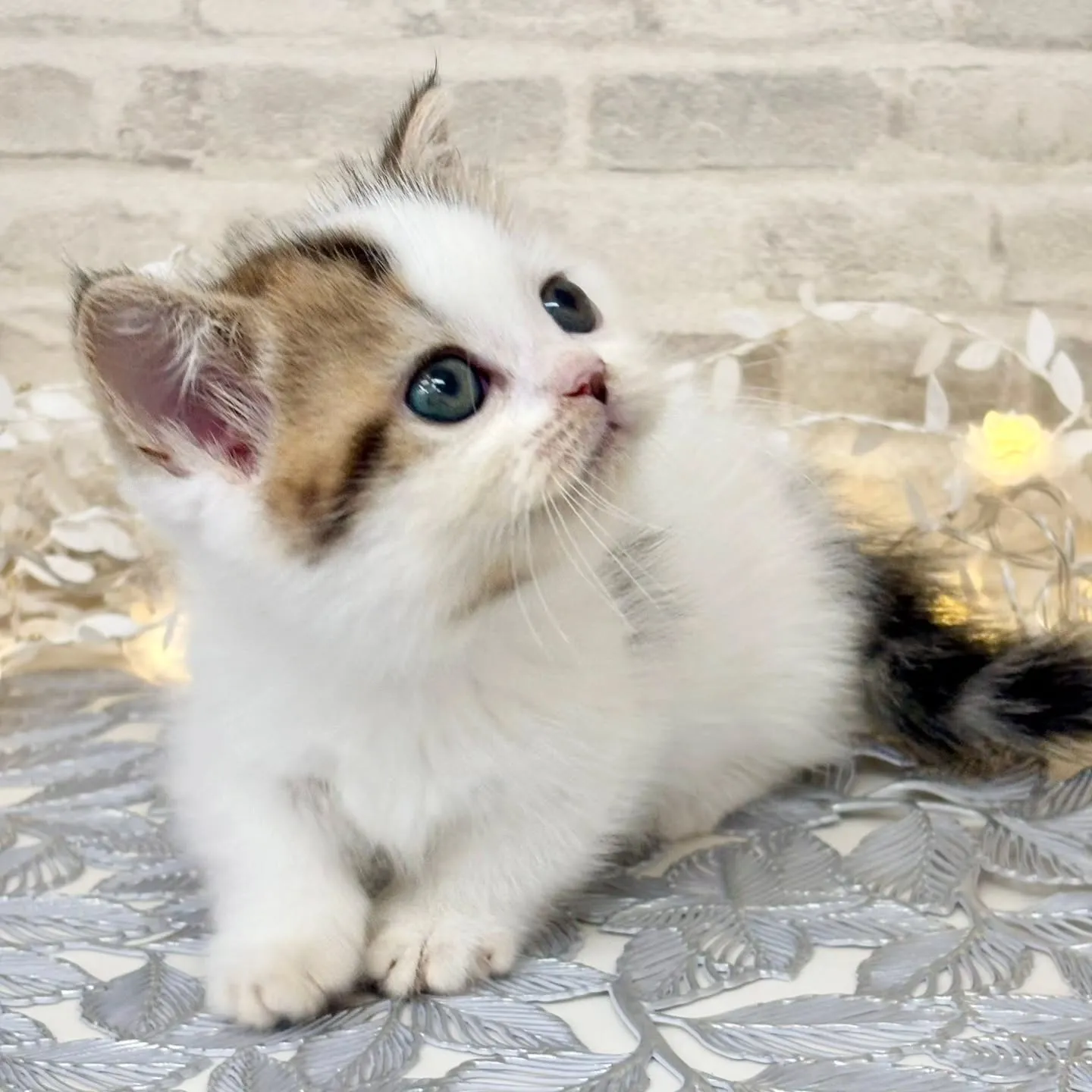 現在ご紹介中のねこちゃんです🐱❤️No.3020
