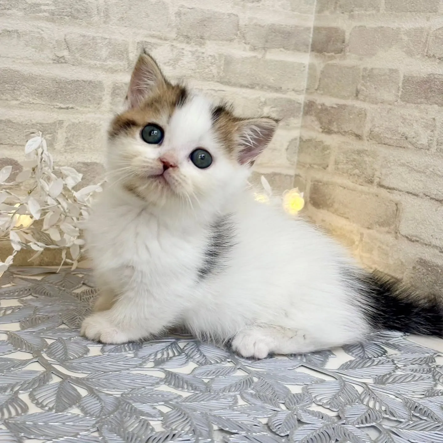 現在ご紹介中のねこちゃんです🐱❤️No.3020
