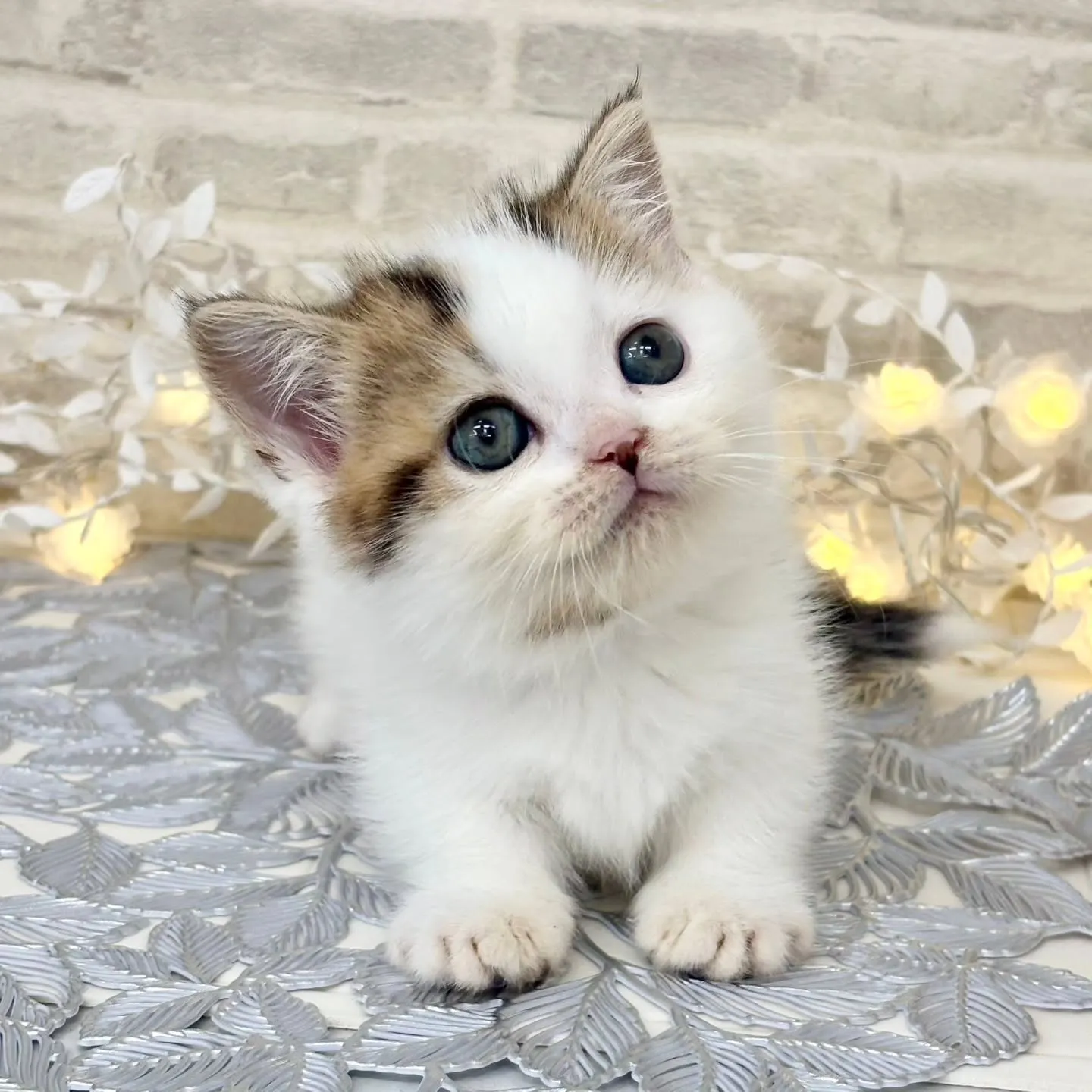 現在ご紹介中のねこちゃんです🐱❤️No.3020
