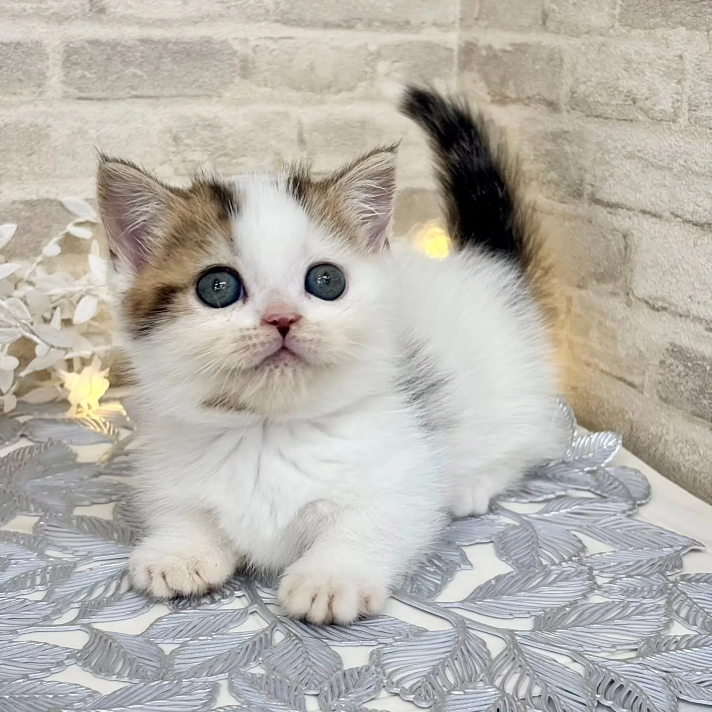 現在ご紹介中のねこちゃんです🐱❤️No.3020