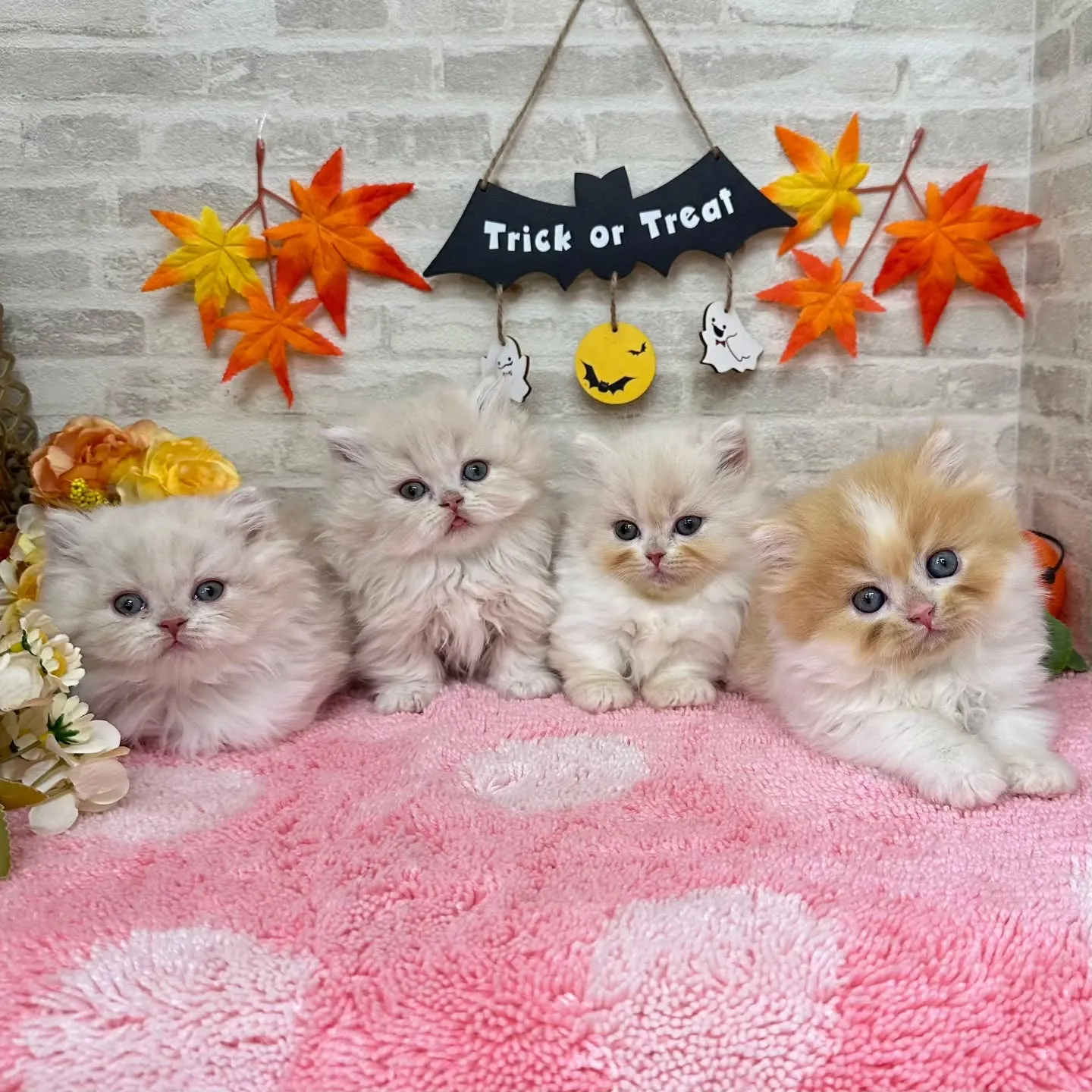本日ご紹介のミヌエットちゃん達です🐱❤️