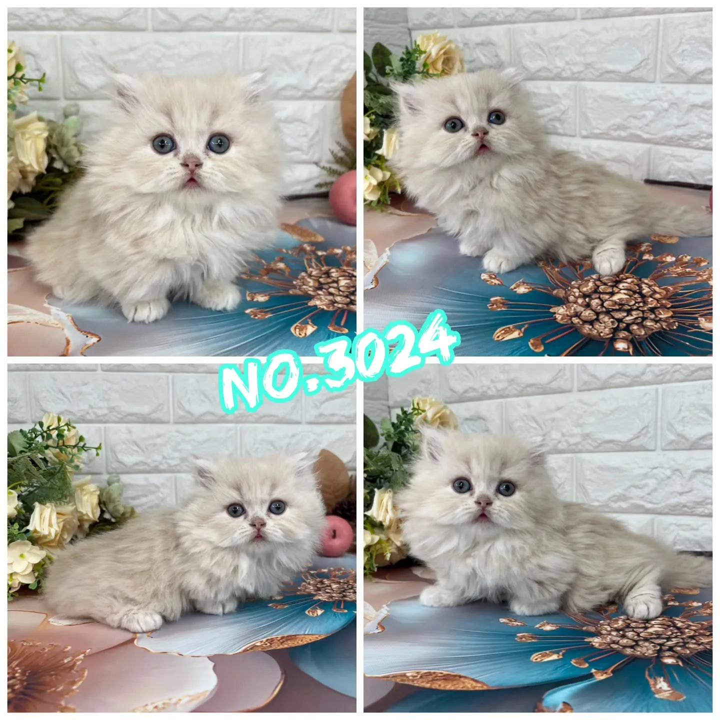 本日ご紹介のミヌエットちゃん達です🐱❤️