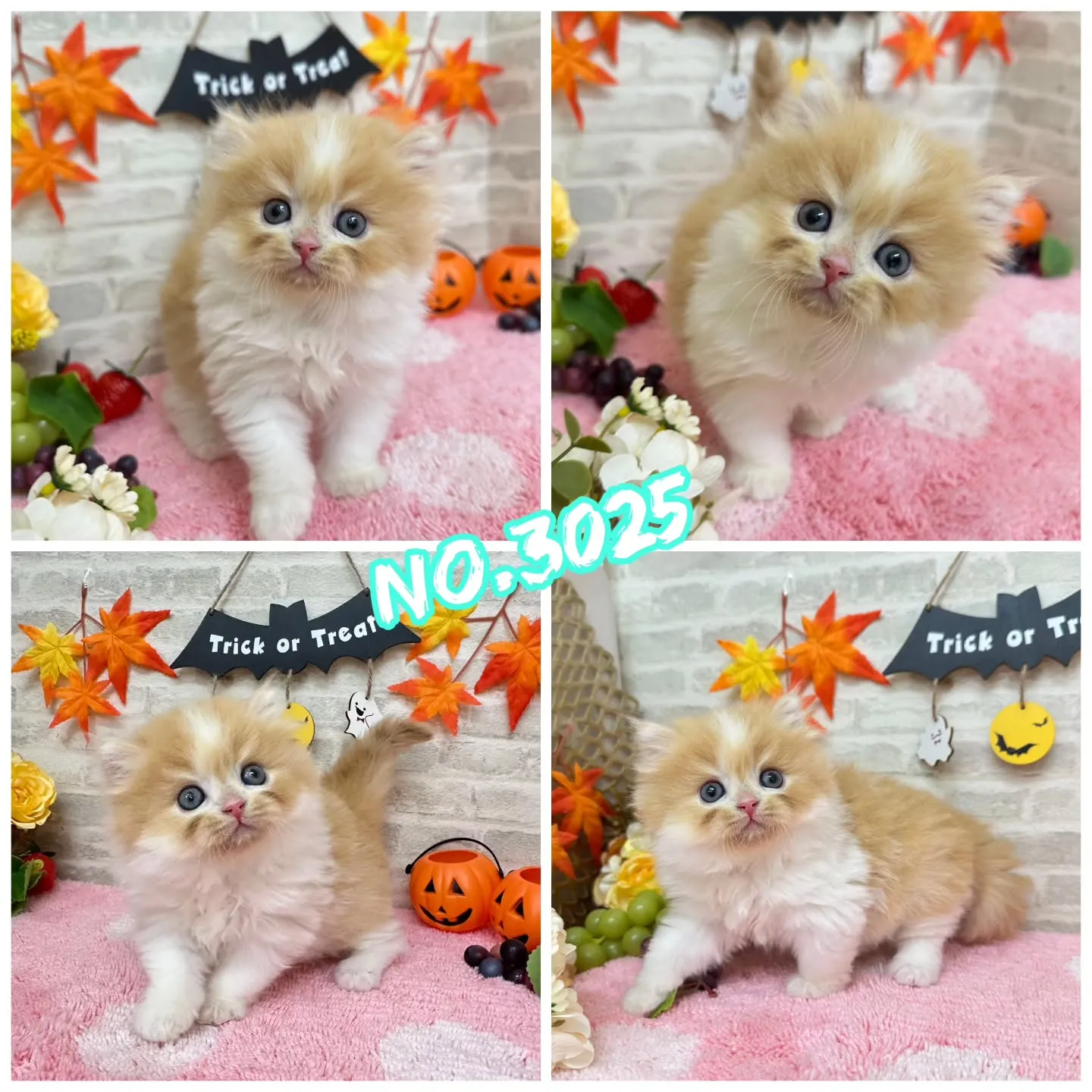 本日ご紹介のミヌエットちゃん達です🐱❤️