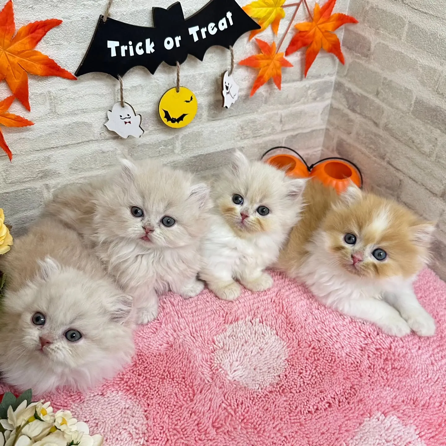 本日ご紹介のミヌエットちゃん達です🐱❤️