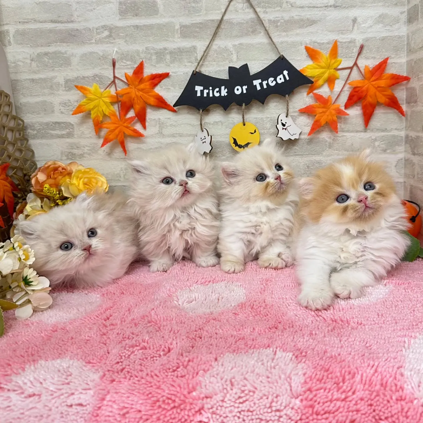 本日ご紹介のミヌエットちゃん達です🐱❤️
