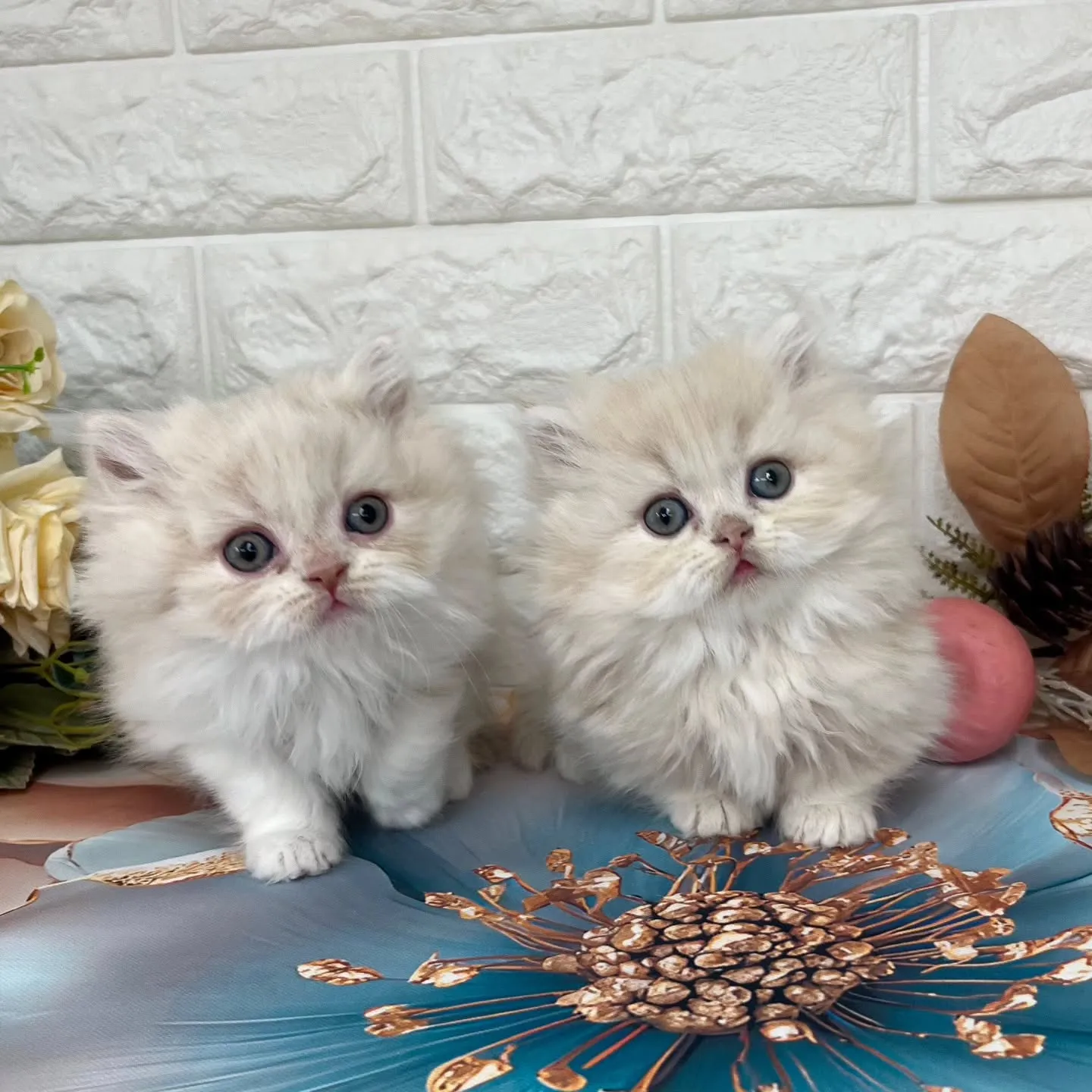 本日ご紹介のミヌエットちゃん達です🐱❤️