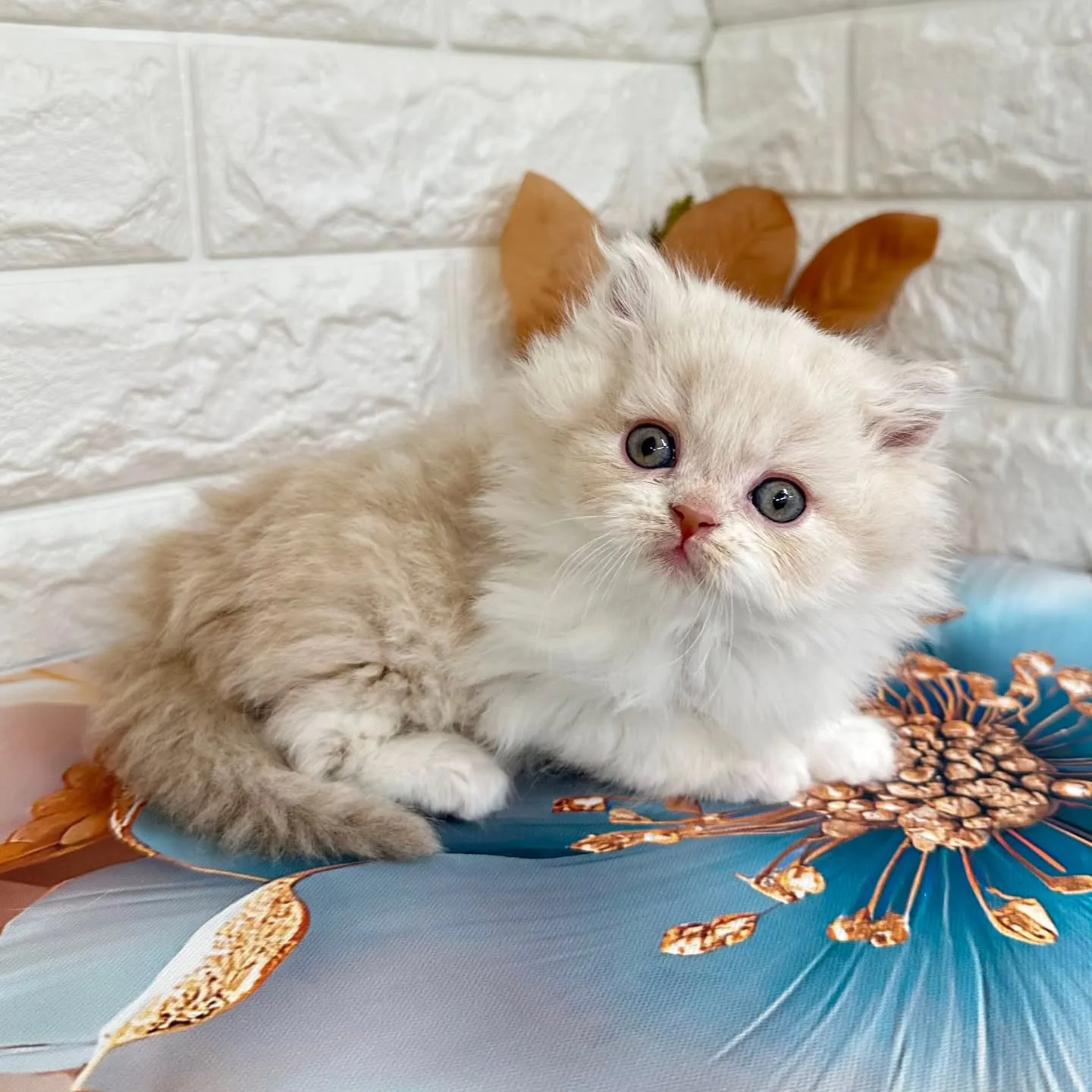 本日ご紹介のミヌエットちゃん達です🐱❤️
