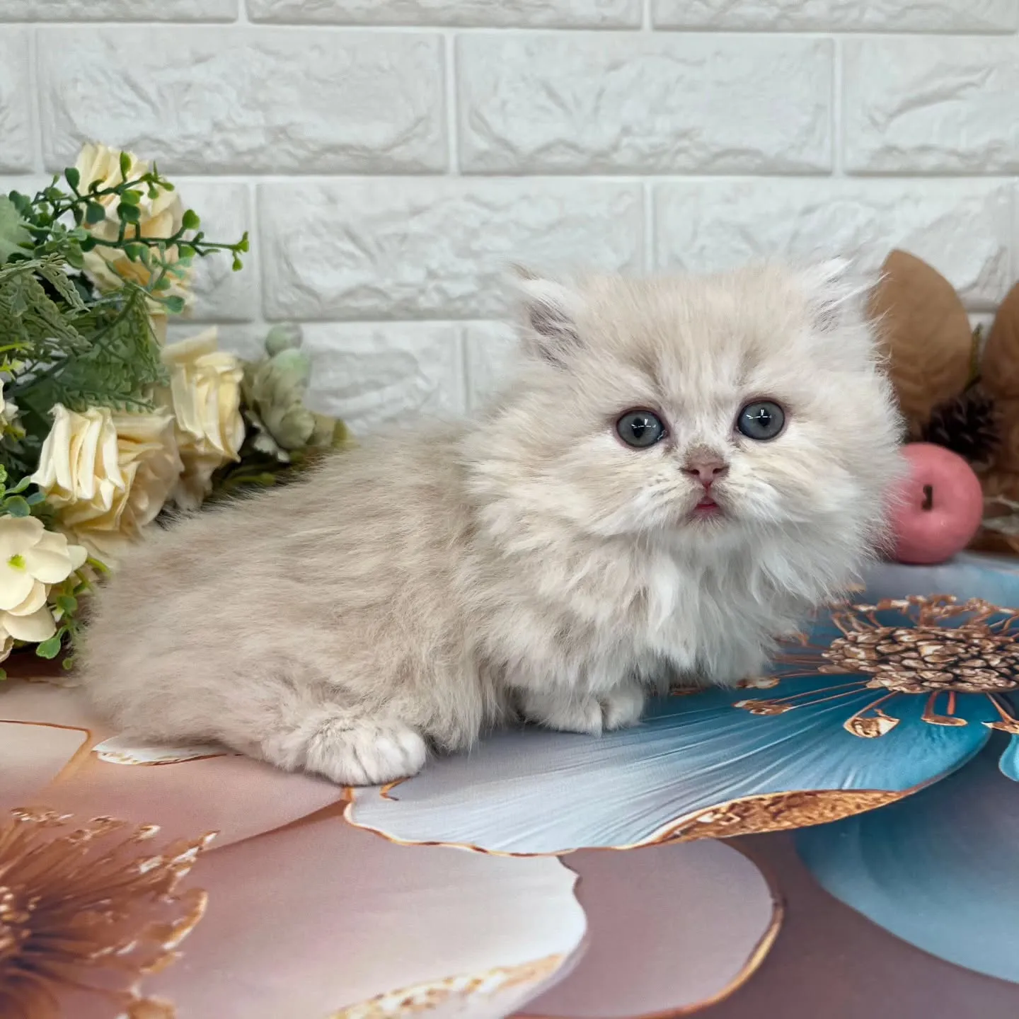 本日ご紹介のミヌエットちゃん達です🐱❤️