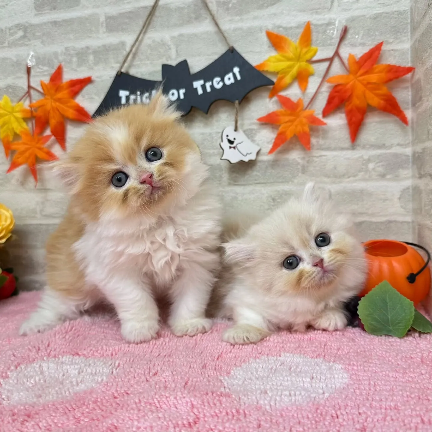 本日ご紹介のミヌエットちゃん達です🐱❤️
